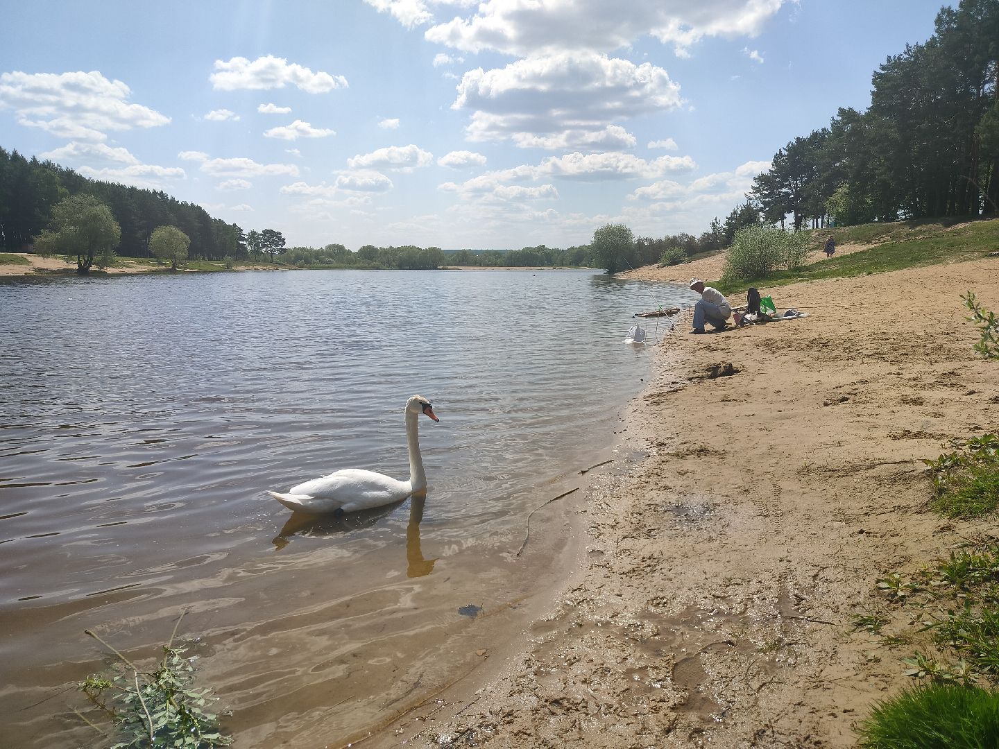 лебеди, карьер, Протвино, водоем, природа