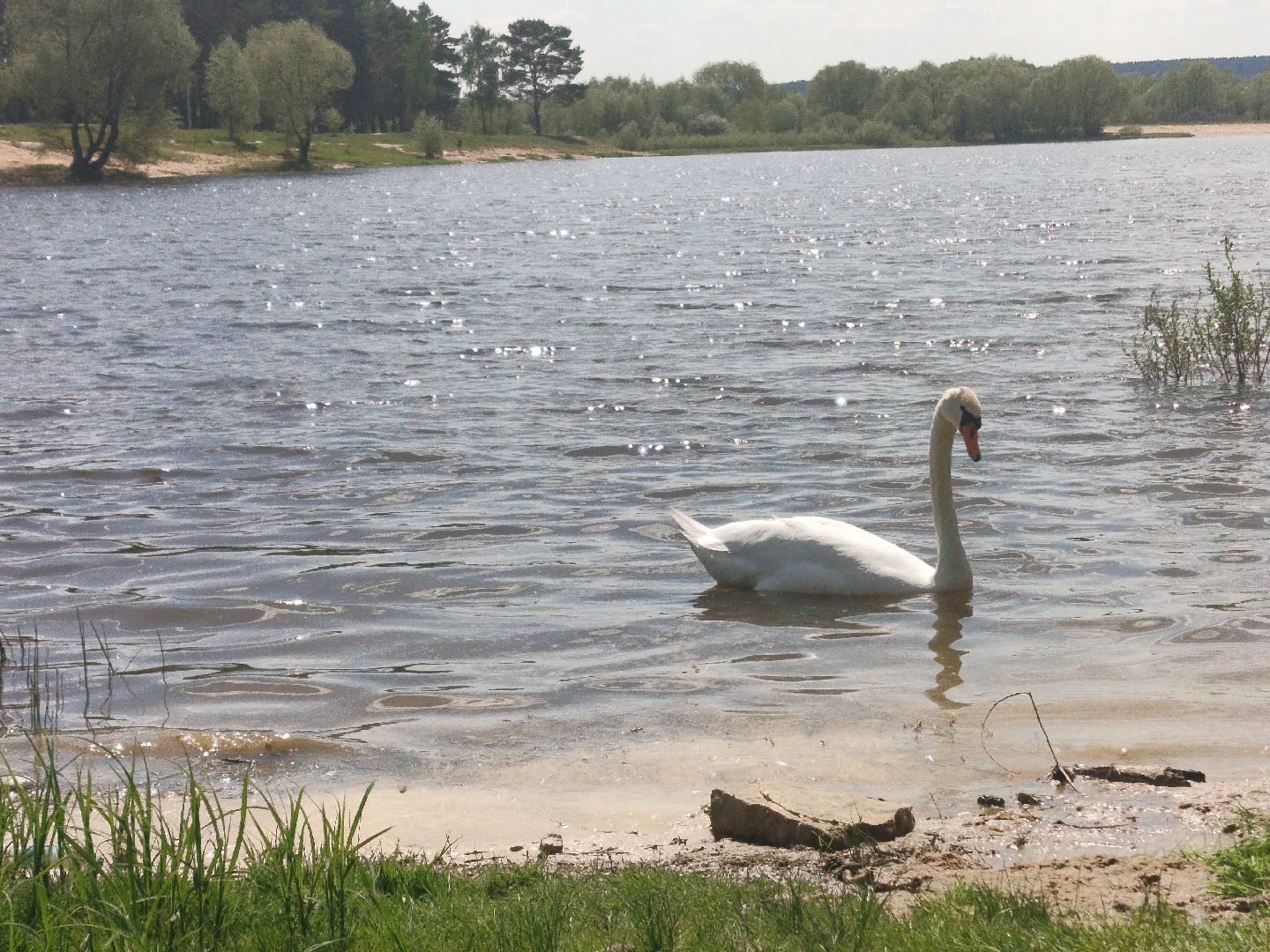 лебеди, карьер, Протвино, водоем, природа
