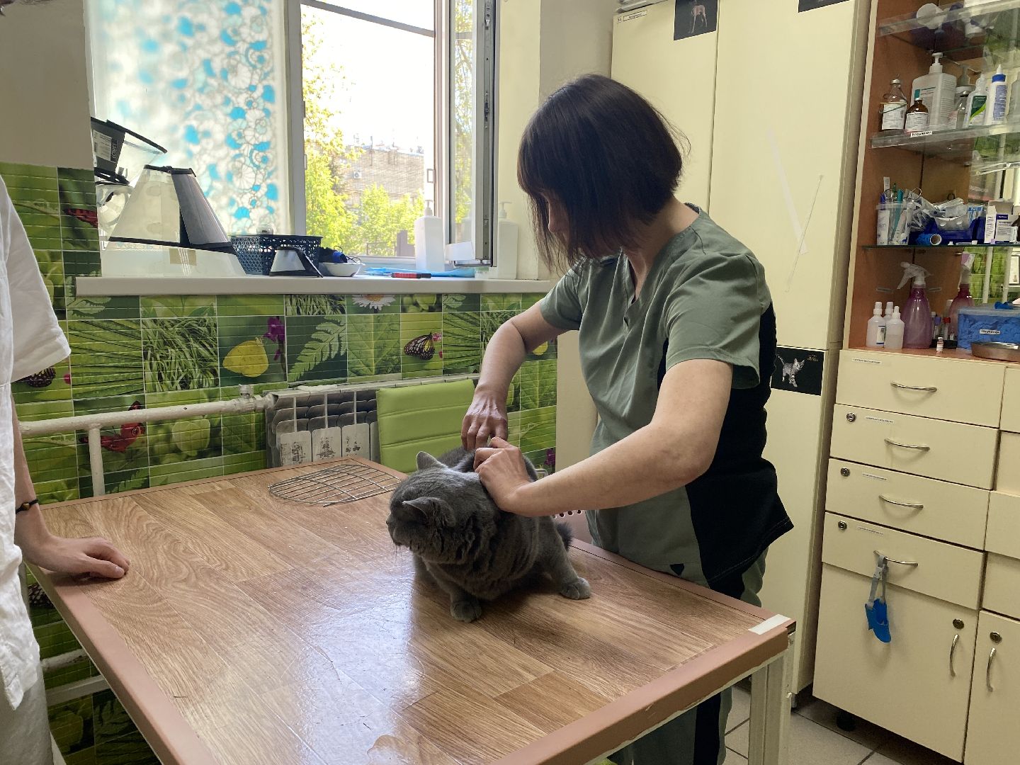 Чехов, ветеринар, клещи, собаки, рекомендации