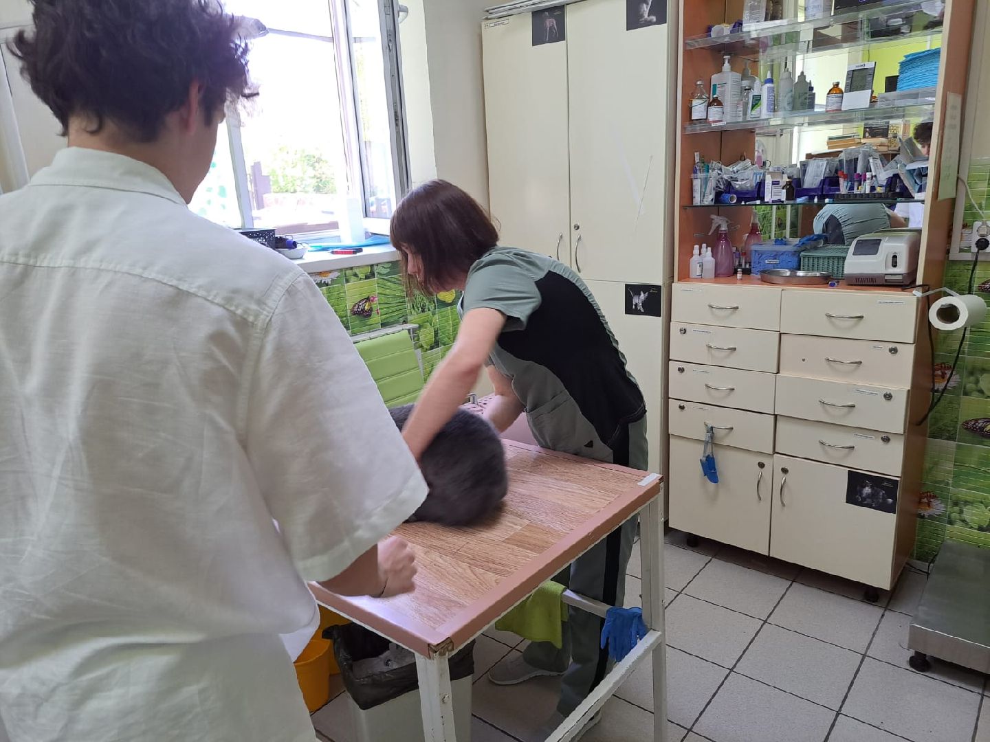 Чехов, ветеринар, клещи, собаки, рекомендации