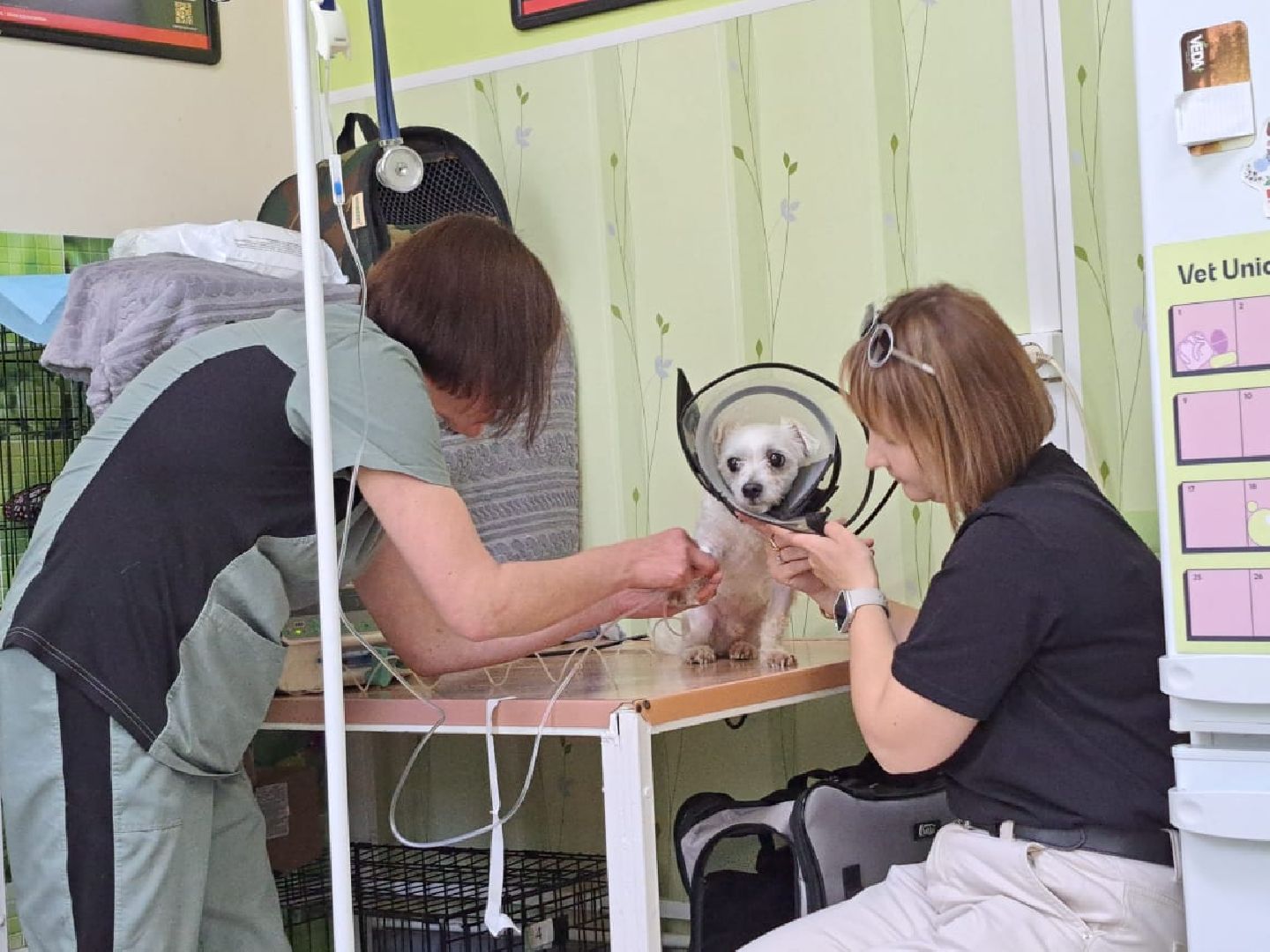 Чехов, ветеринар, клещи, собаки, рекомендации