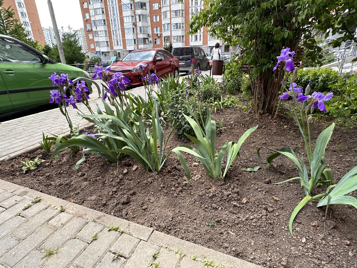 Одинцово, Экология, Благоустройство, Цветы