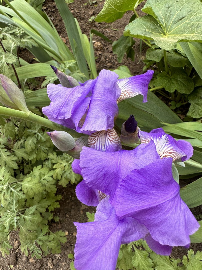 Одинцово, Экология, Благоустройство, Цветы