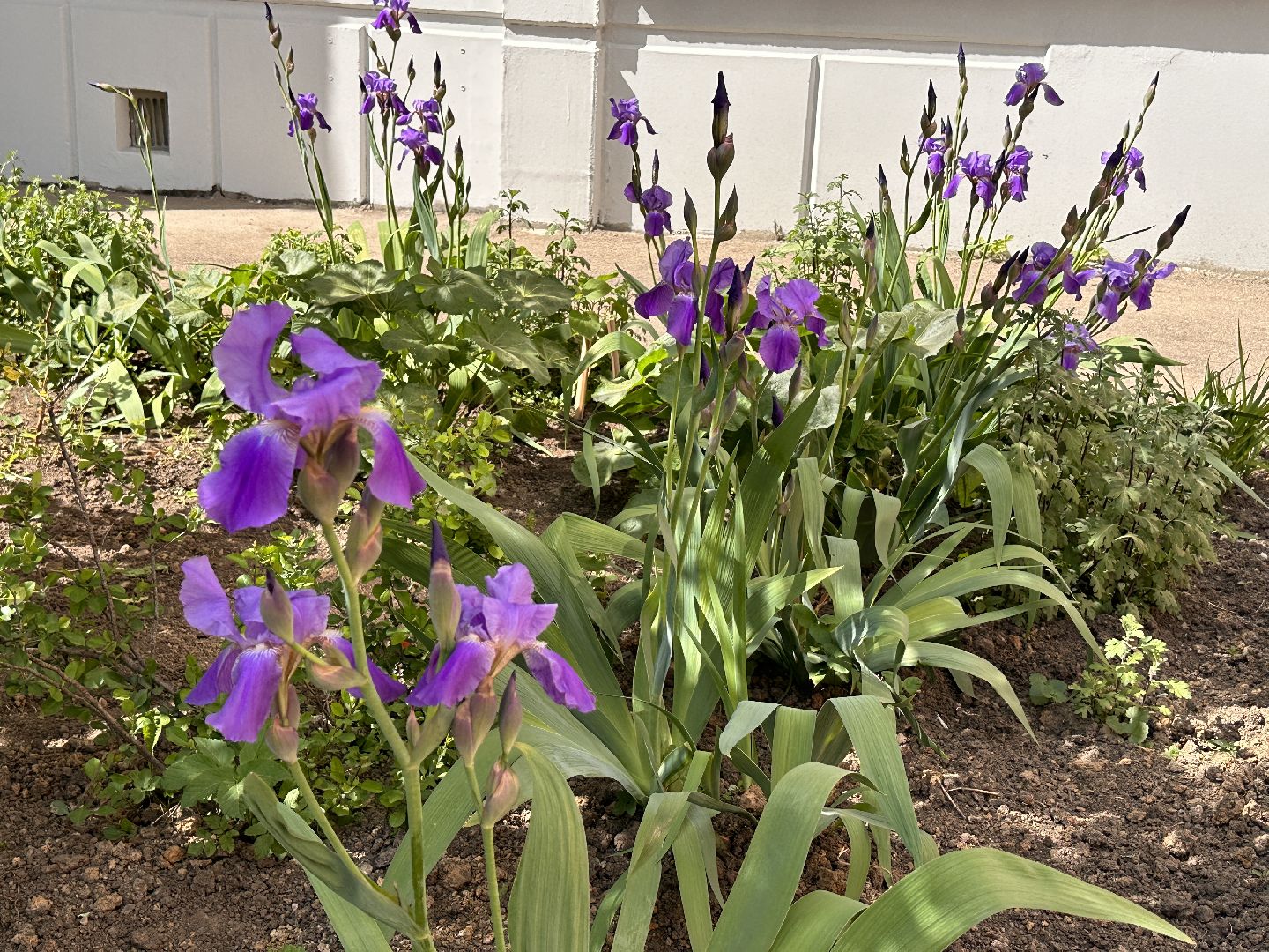 Одинцово, Экология, Благоустройство, Цветы