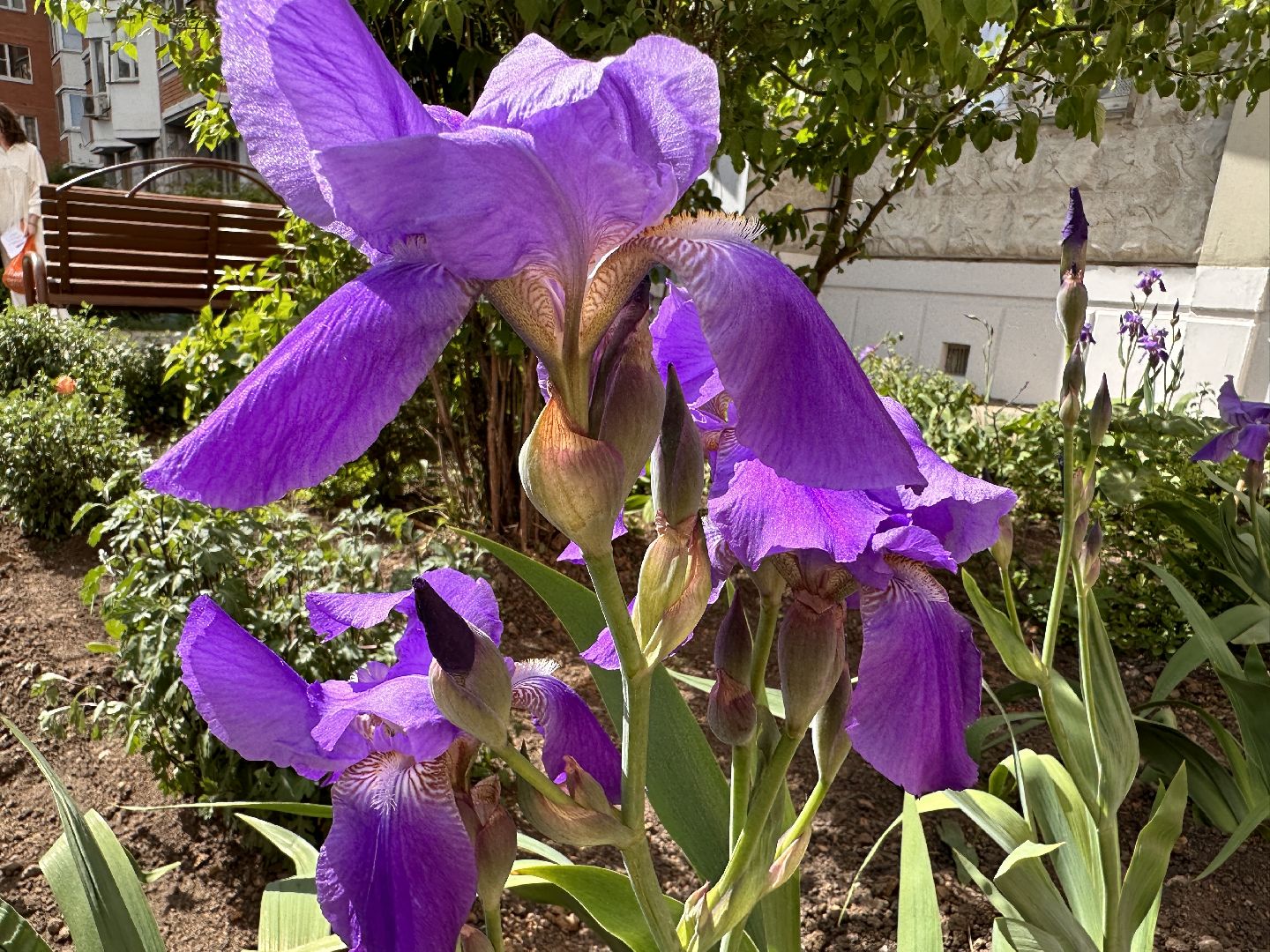 Одинцово, Экология, Благоустройство, Цветы