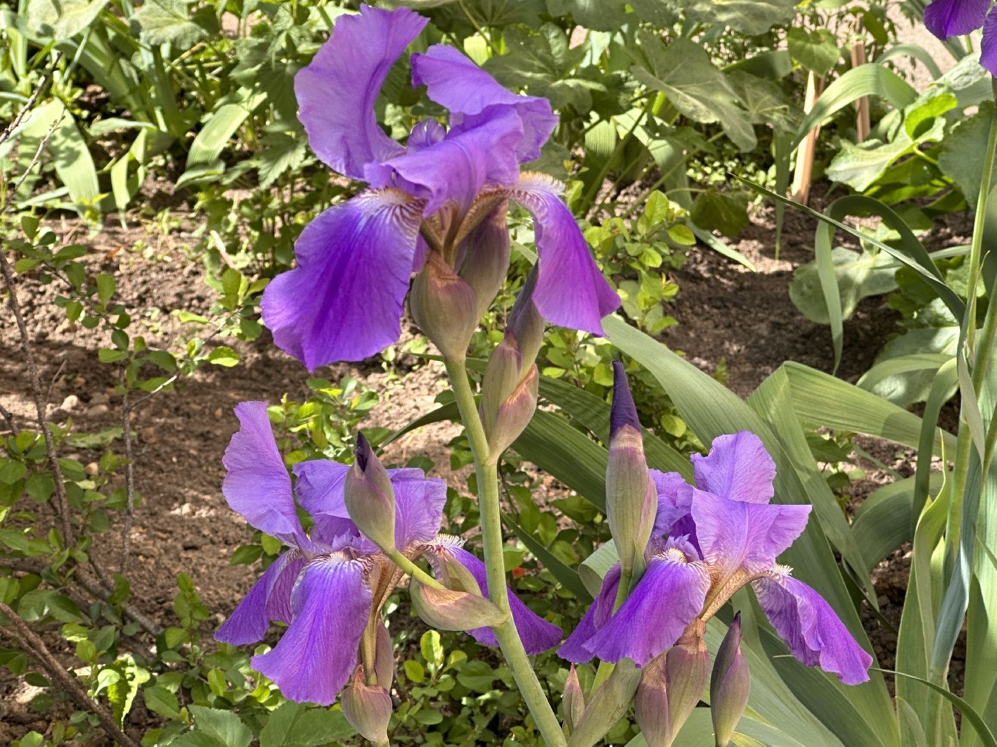 Одинцово, Экология, Благоустройство, Цветы