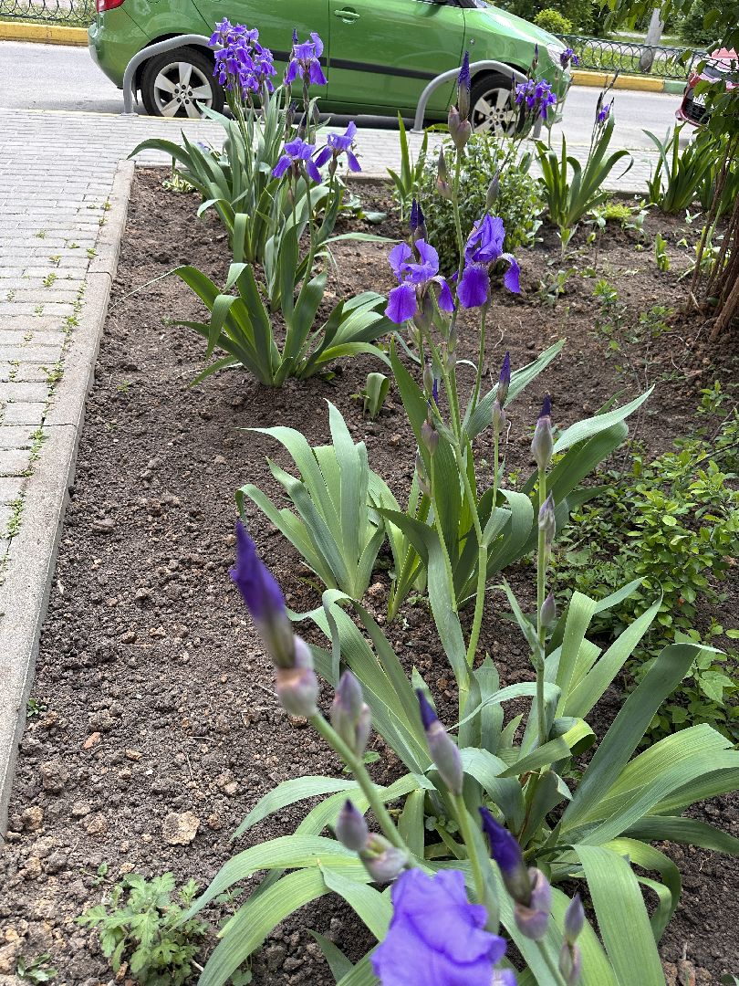 Одинцово, Экология, Благоустройство, Цветы