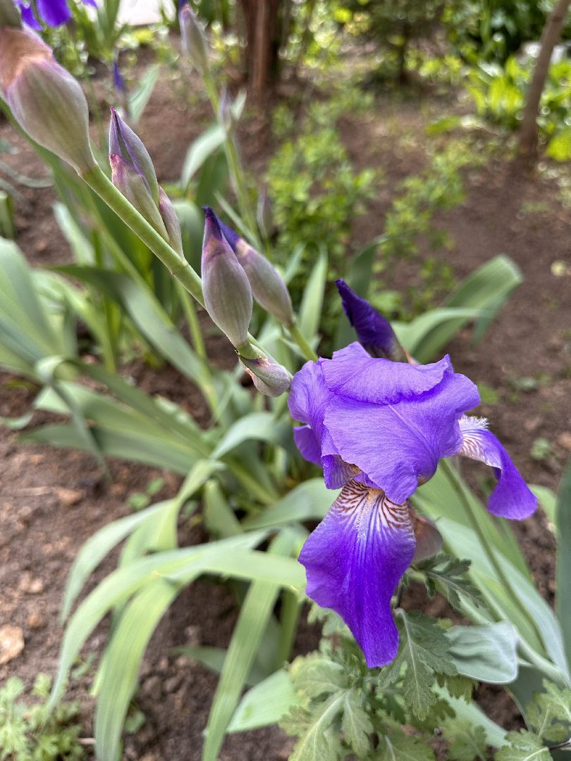 Одинцово, Экология, Благоустройство, Цветы