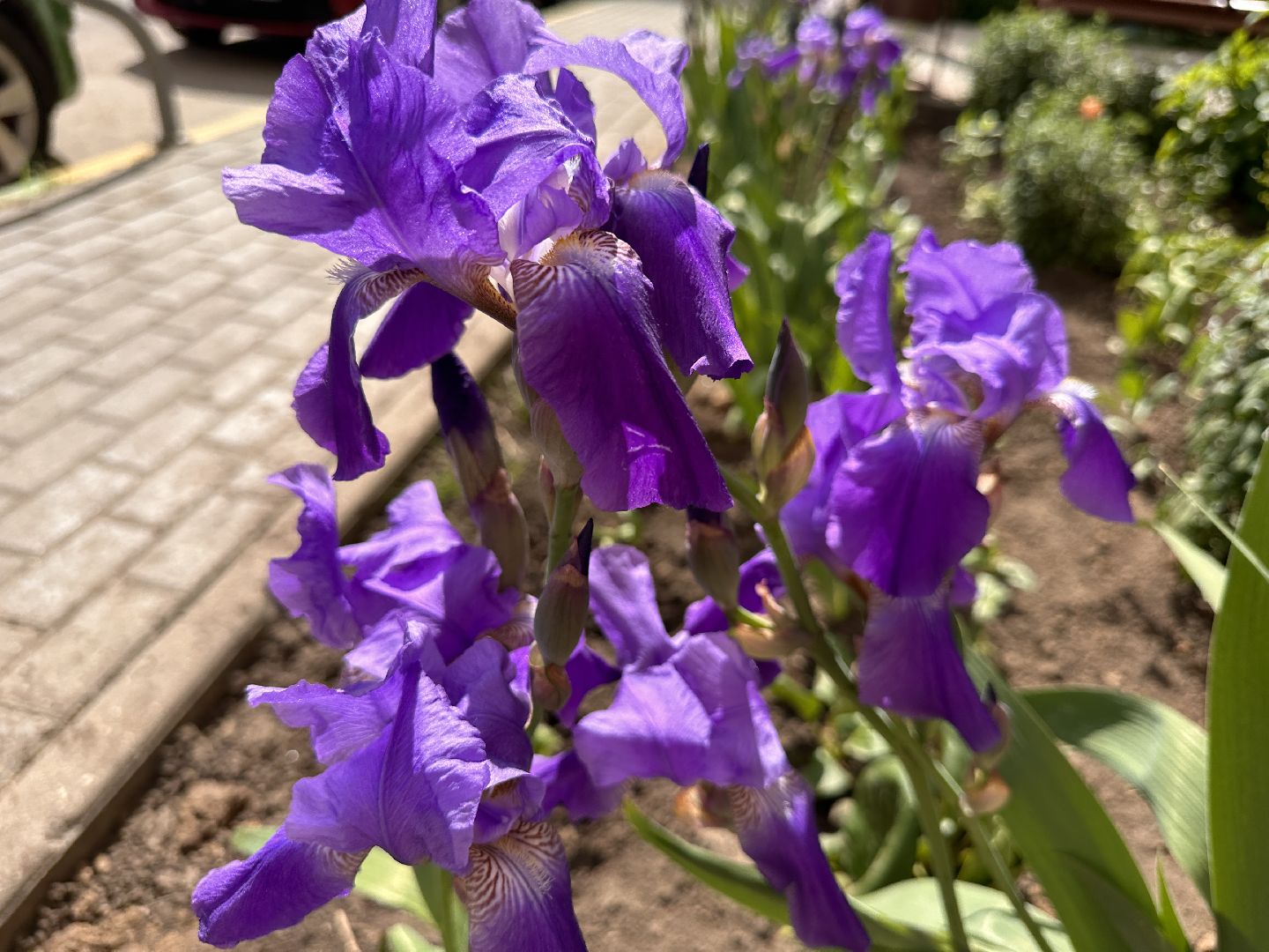 Одинцово, Экология, Благоустройство, Цветы