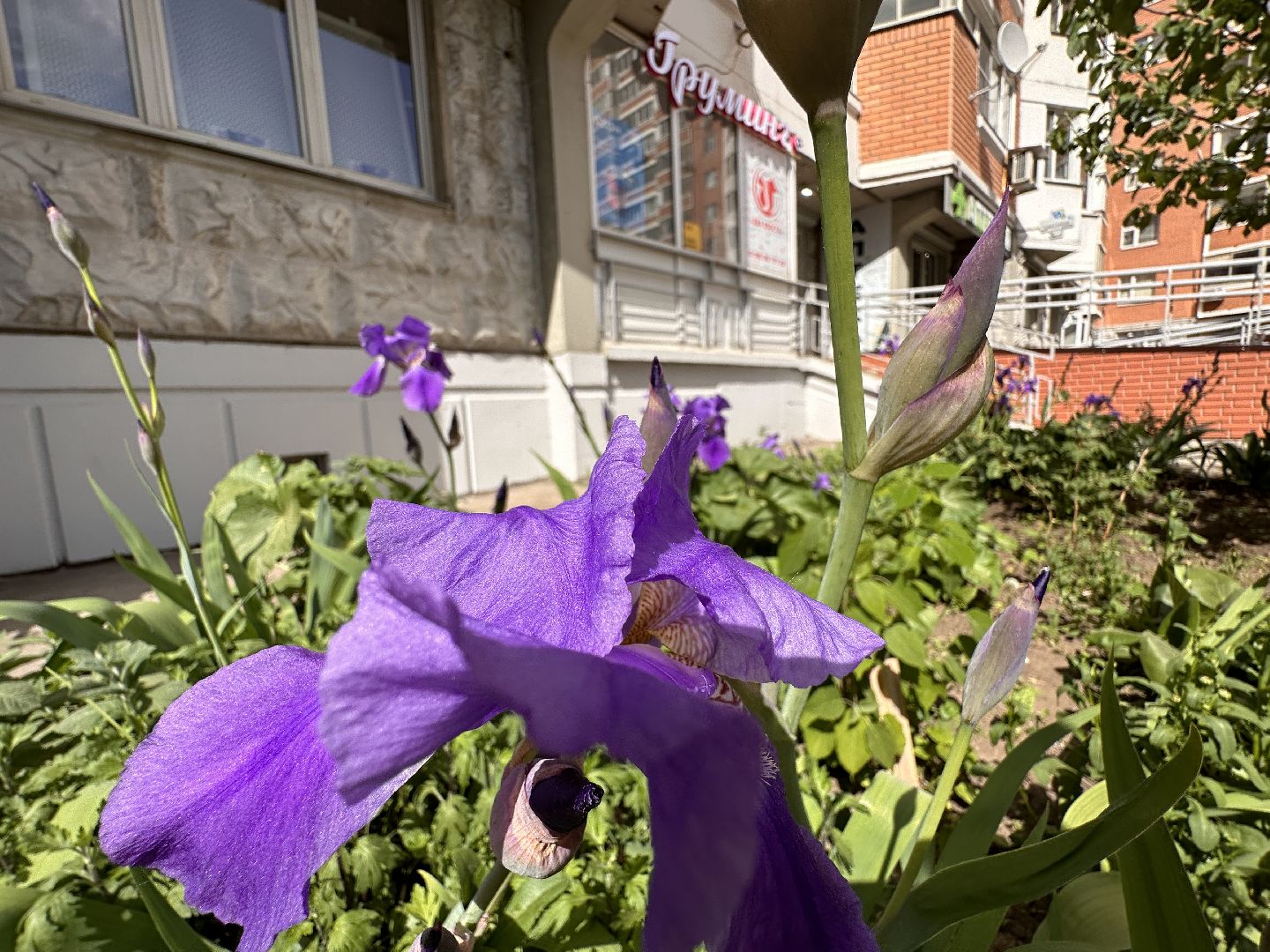 Одинцово, Экология, Благоустройство, Цветы