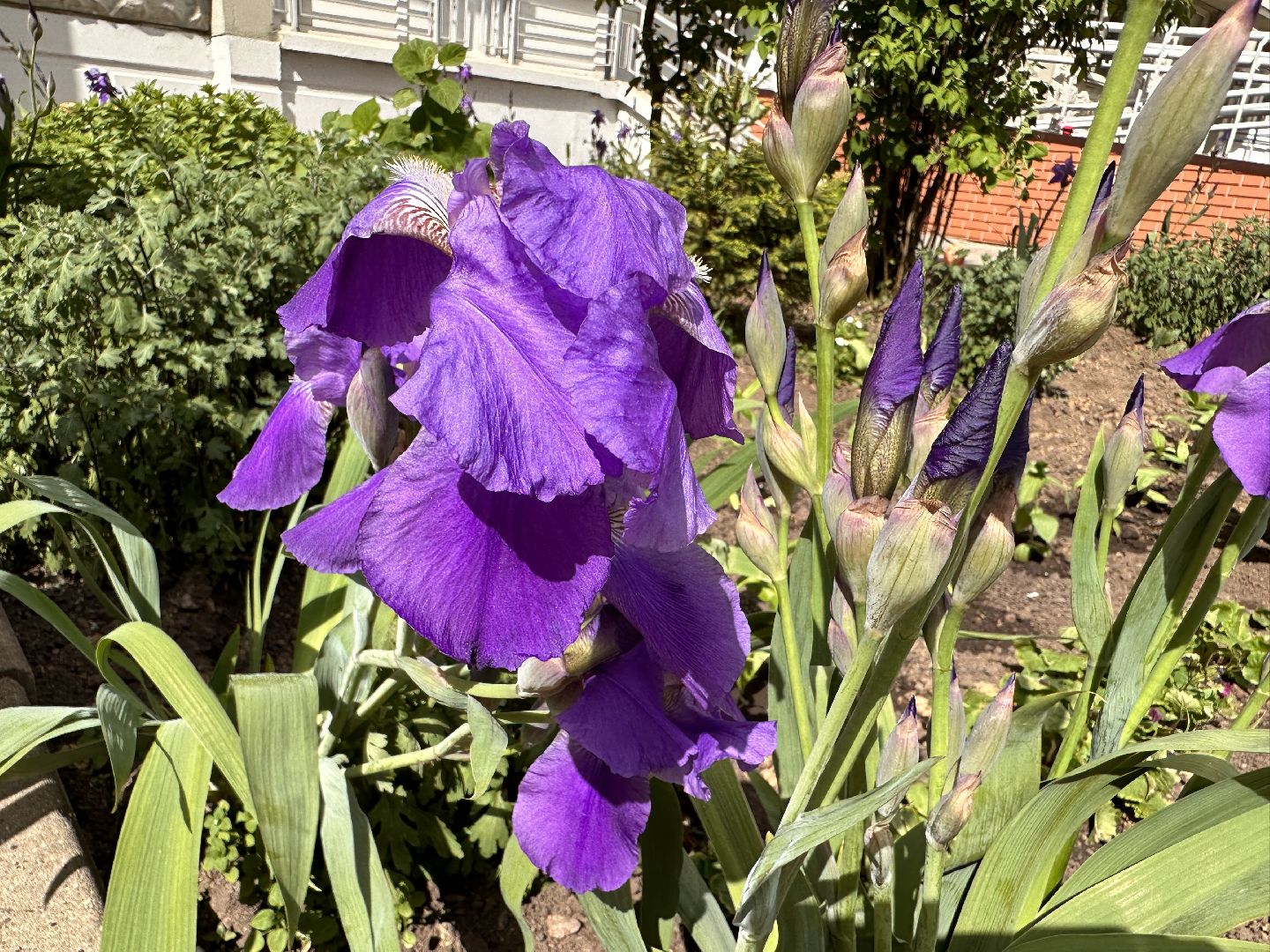 Одинцово, Экология, Благоустройство, Цветы