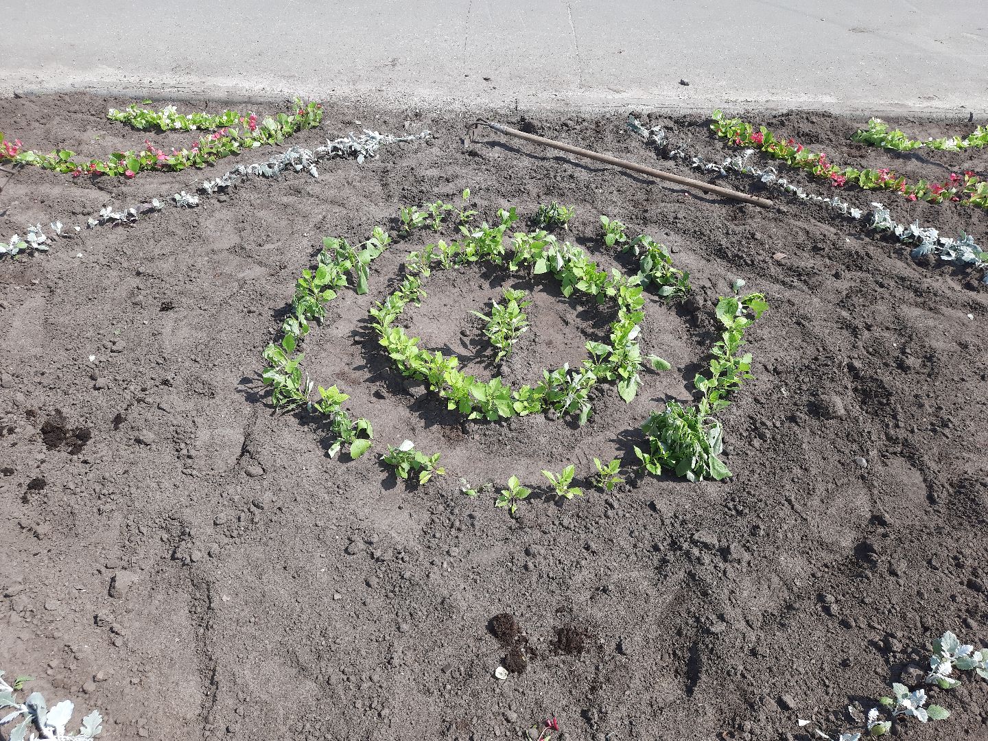 Шатура, первые цветы, высадка цветов в клумбы.