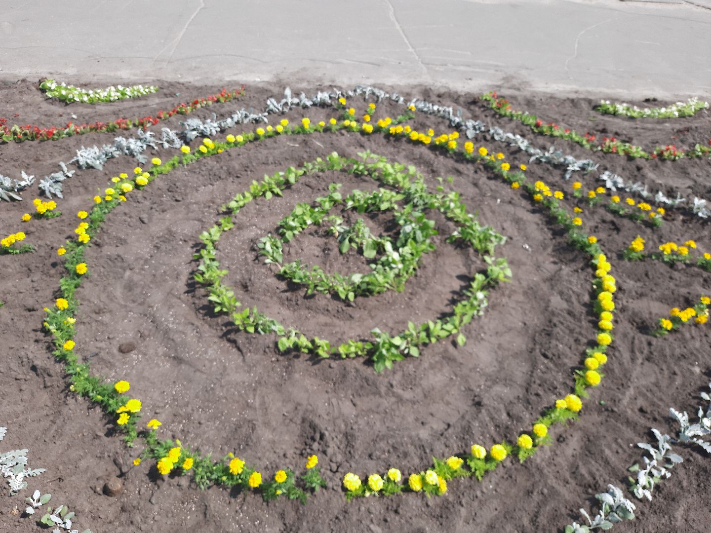 Шатура, первые цветы, высадка цветов в клумбы.
