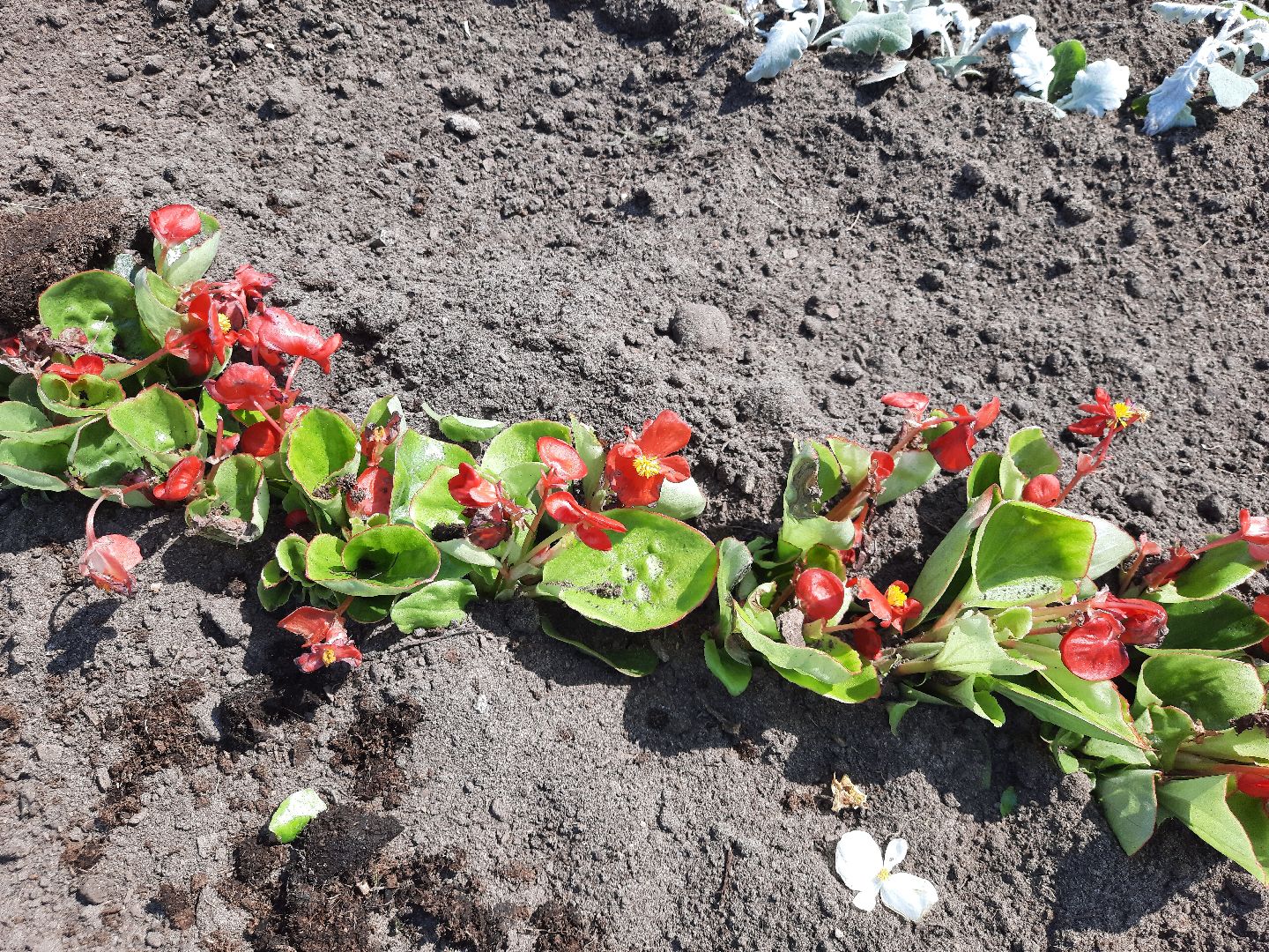 Шатура, первые цветы, высадка цветов в клумбы.