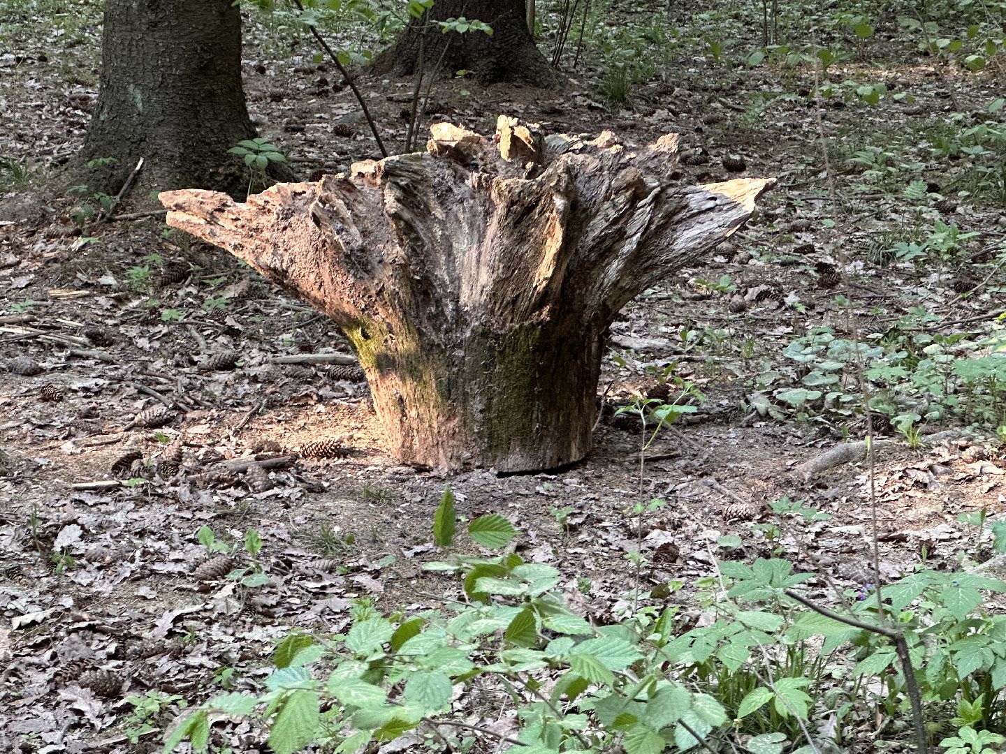 Ночь в Музее, История, Туризм, Одинцово, Курганы, Поход