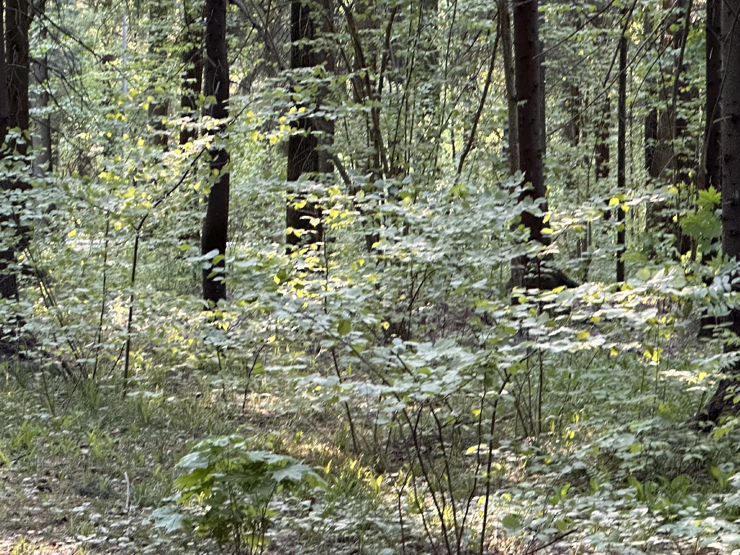 Ночь в Музее, История, Туризм, Одинцово, Курганы, Поход