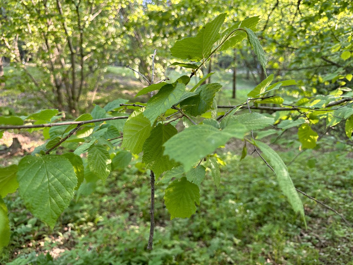 Ночь в Музее, История, Туризм, Одинцово, Курганы, Поход