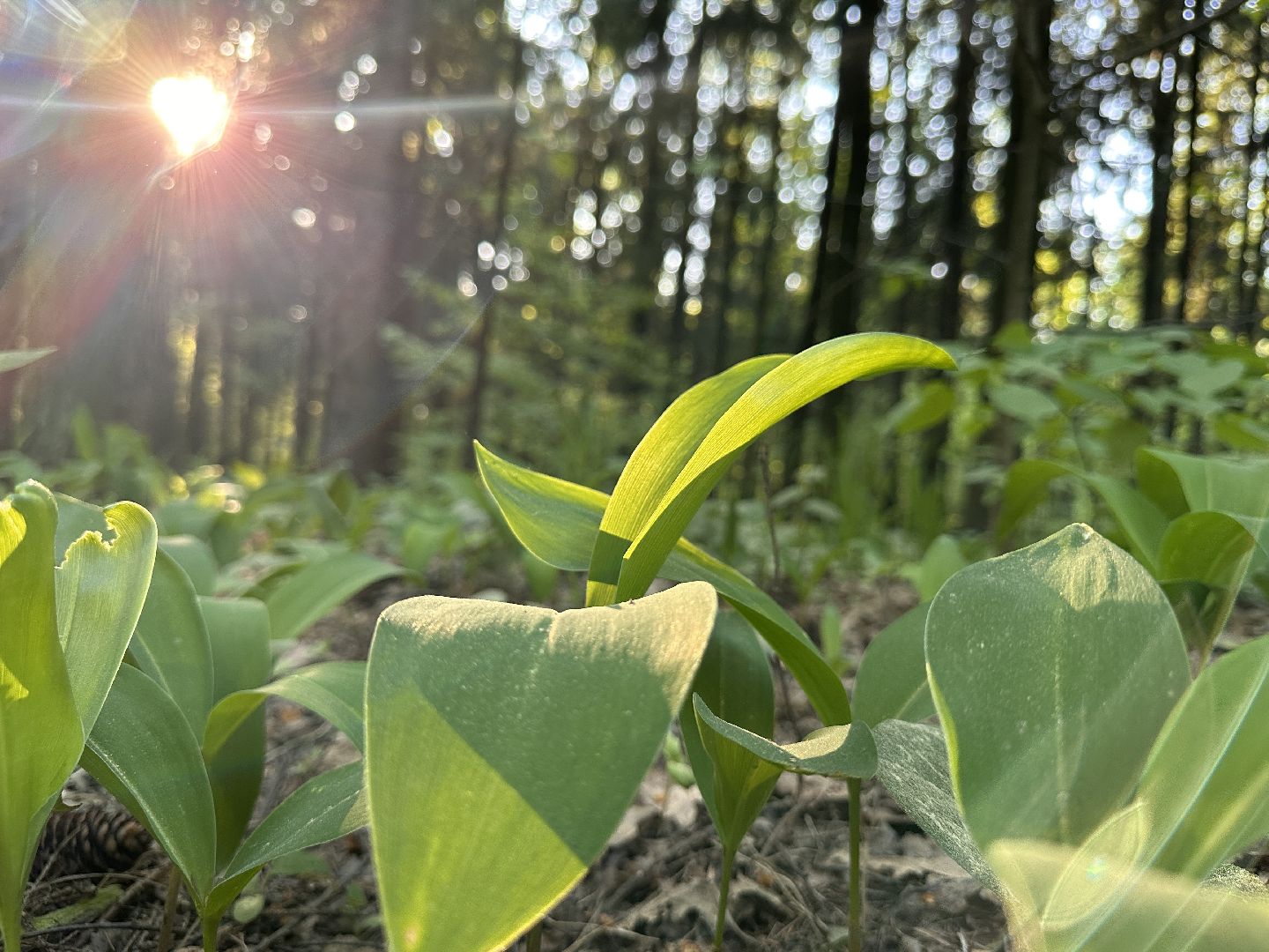 Ночь в Музее, История, Туризм, Одинцово, Курганы, Поход