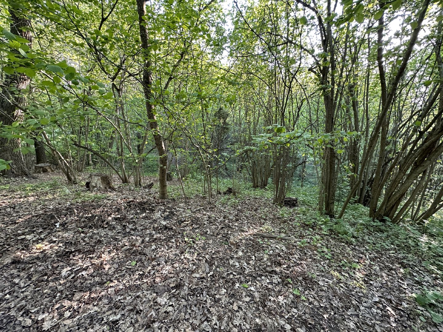 Ночь в Музее, История, Туризм, Одинцово, Курганы, Поход