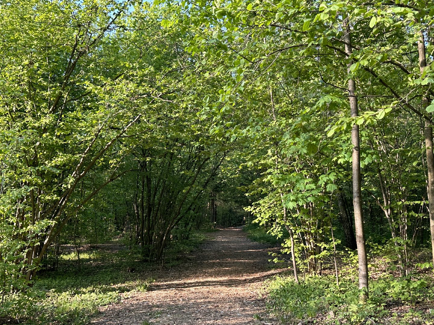 Ночь в Музее, История, Туризм, Одинцово, Курганы, Поход