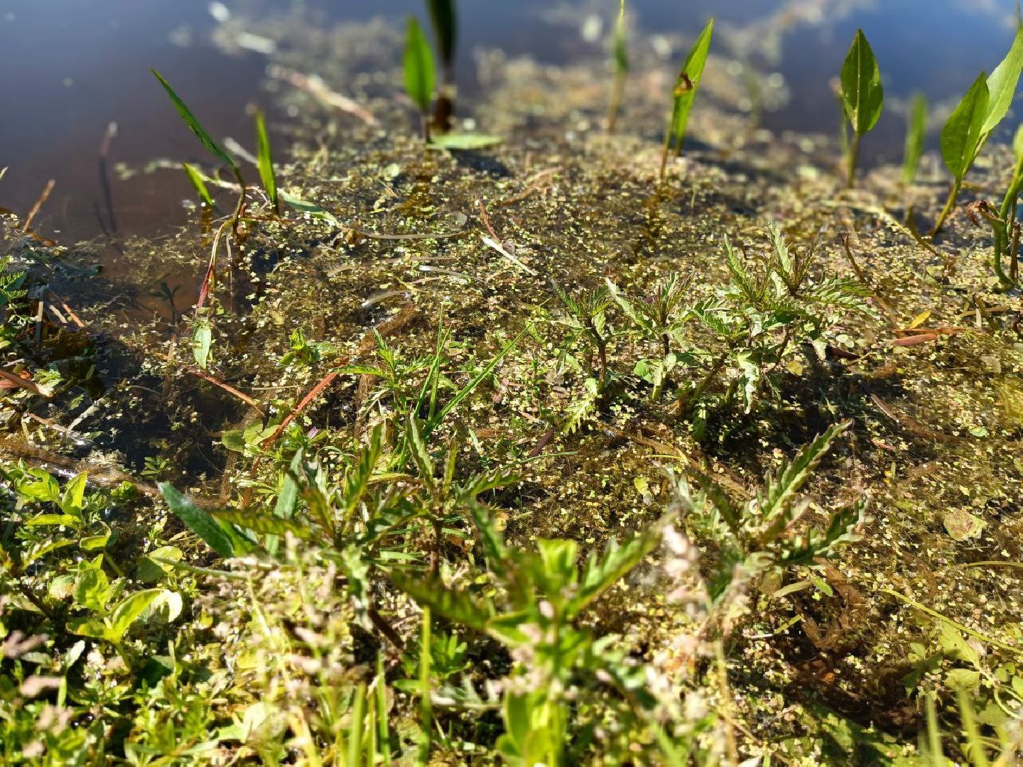 Можайск, Можайский городской округ, Подмосковье, губернаторская программа, 100 прудов и озёр, Добродел