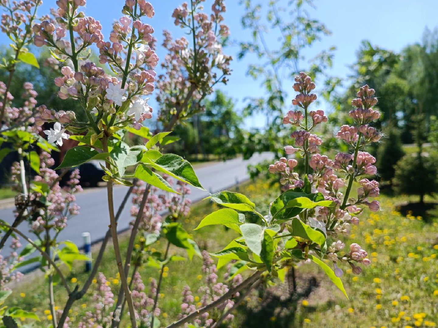 Можайск, Можайский городской округ, Подмосковье, ремонт дорог, Добродел, деревня, региональные дороги, муниципальные дороги, жители
