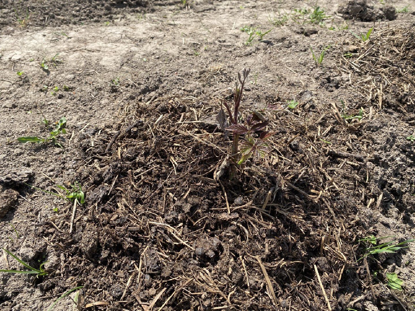 Чехов, КФХ, ферма, эксперимент, ежевика