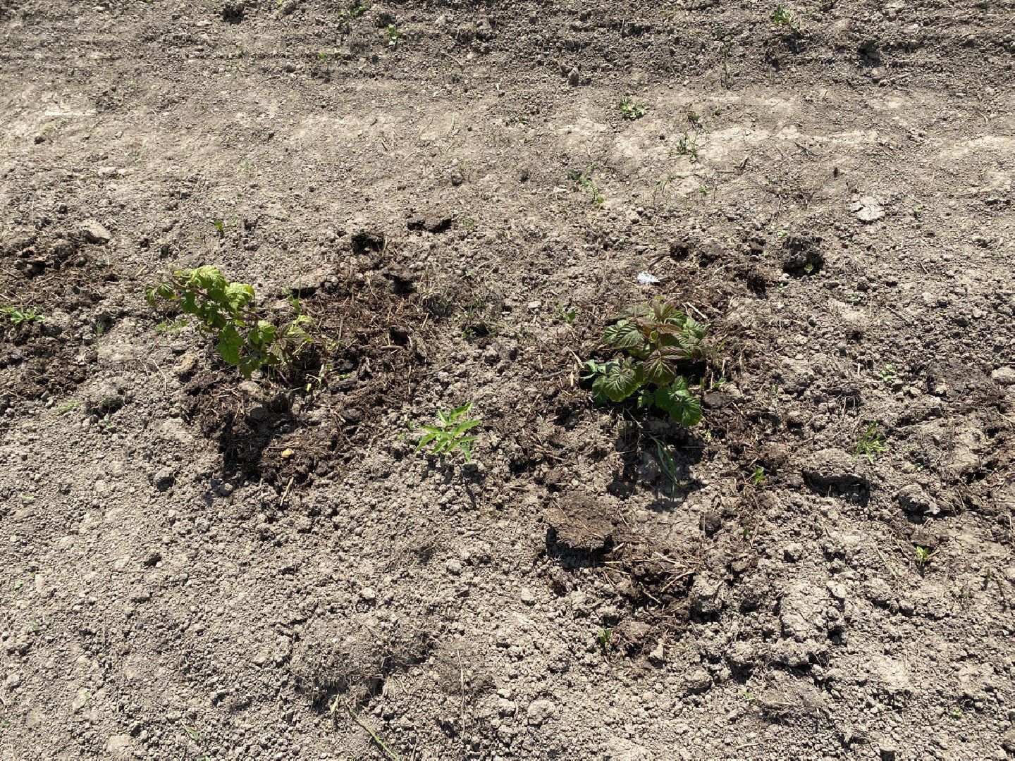 Чехов, КФХ, ферма, эксперимент, ежевика