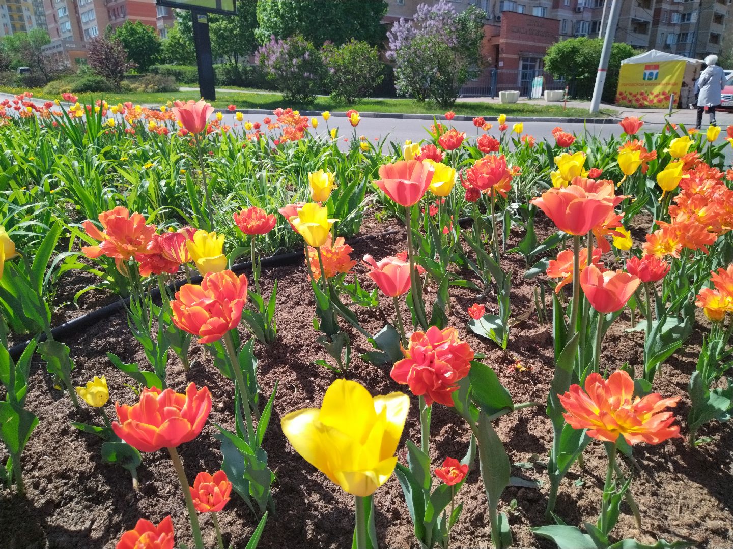 Благоустройство, Мытищи, цветы