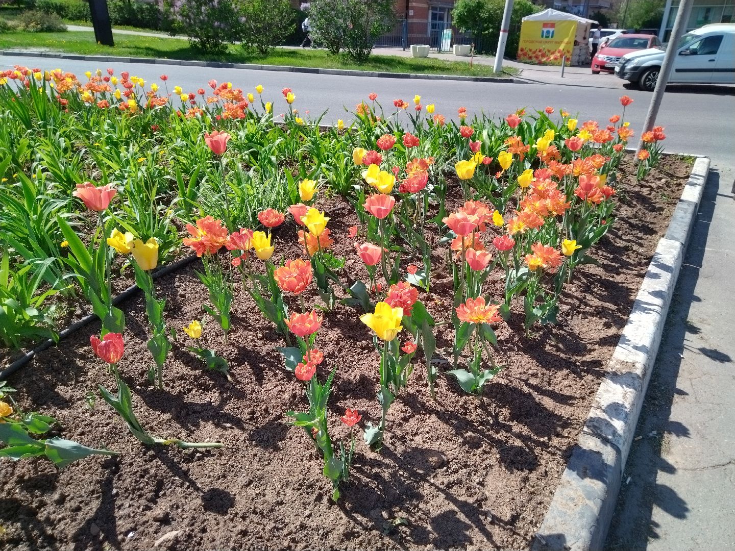Благоустройство, Мытищи, цветы