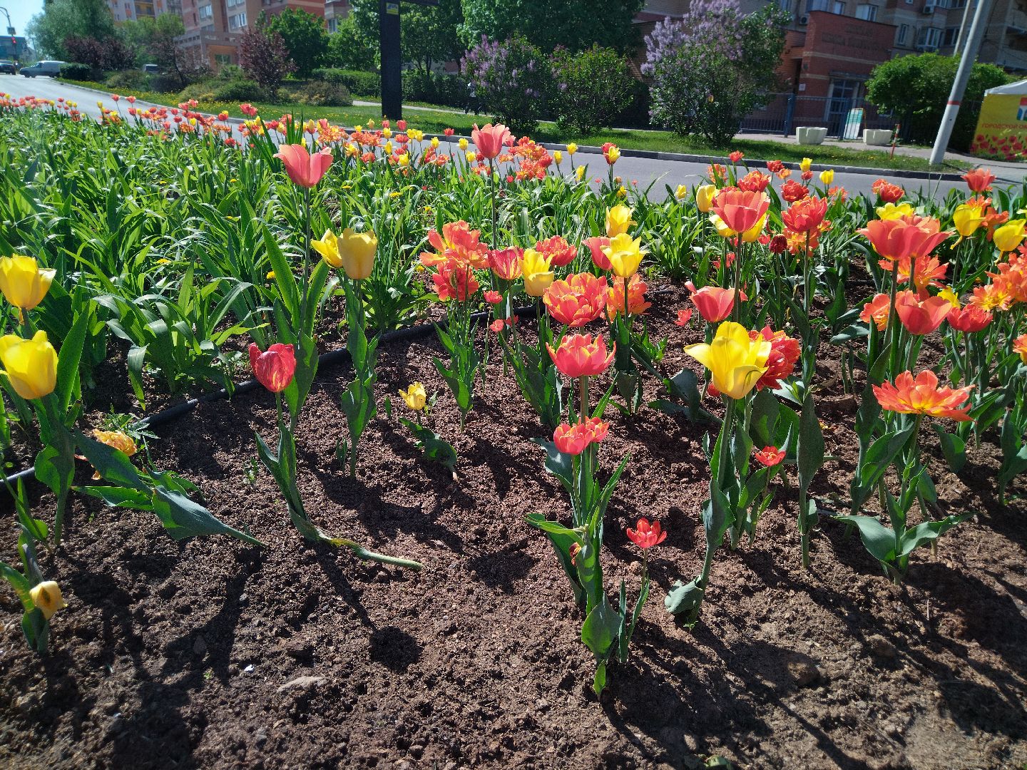 Благоустройство, Мытищи, цветы