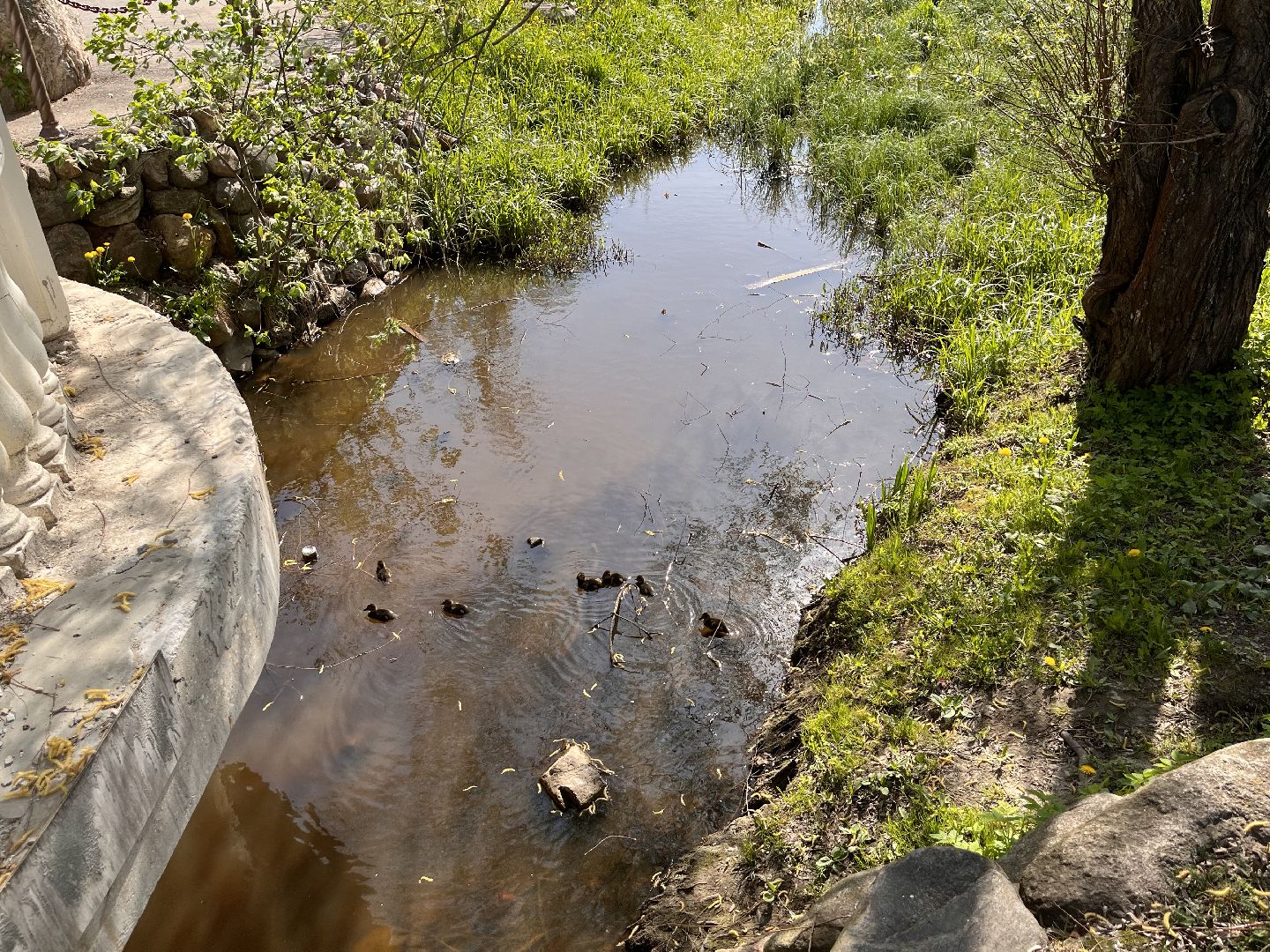 Шаховская, утята, речка