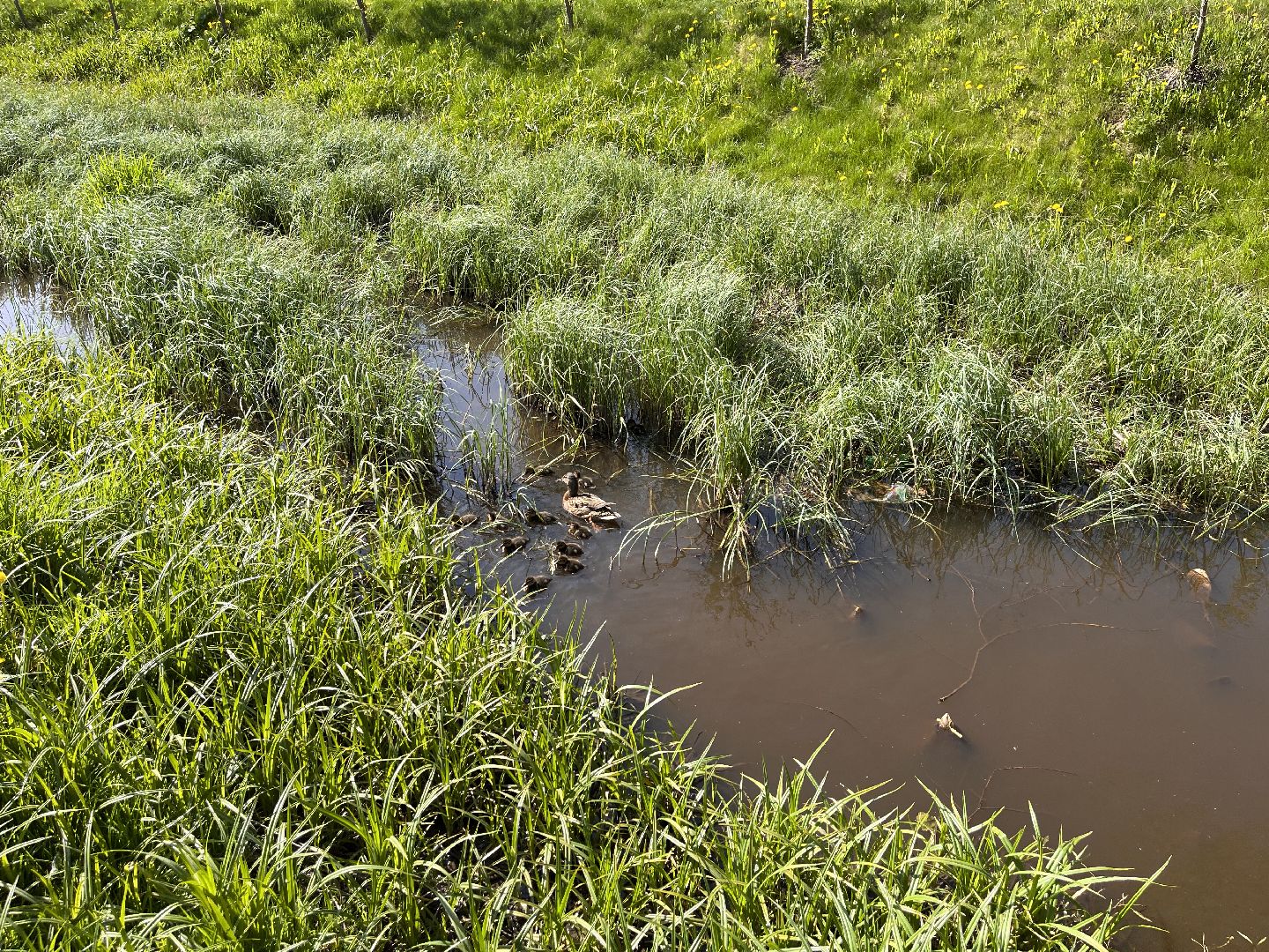 Шаховская, утята, речка