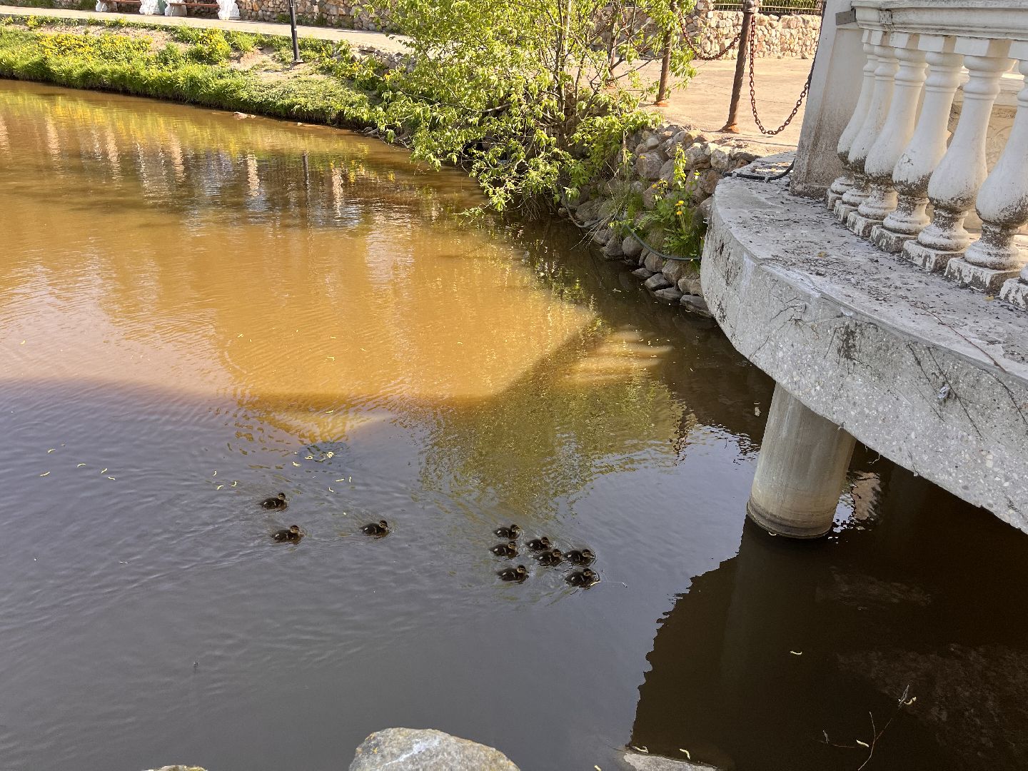 Шаховская, утята, речка