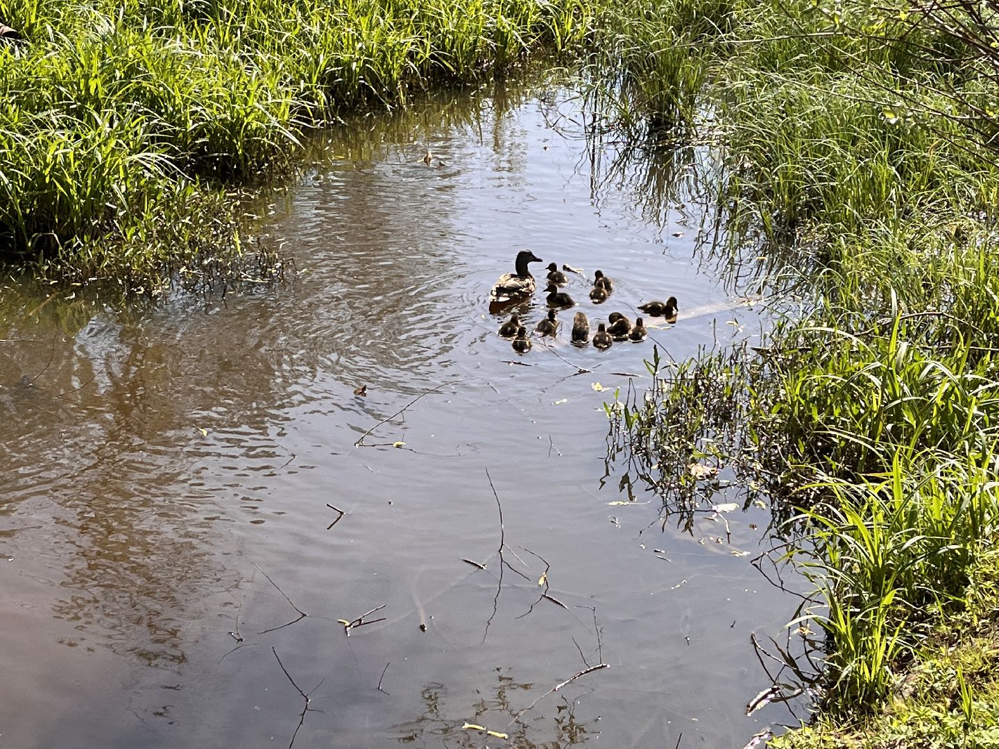Шаховская, утята, речка
