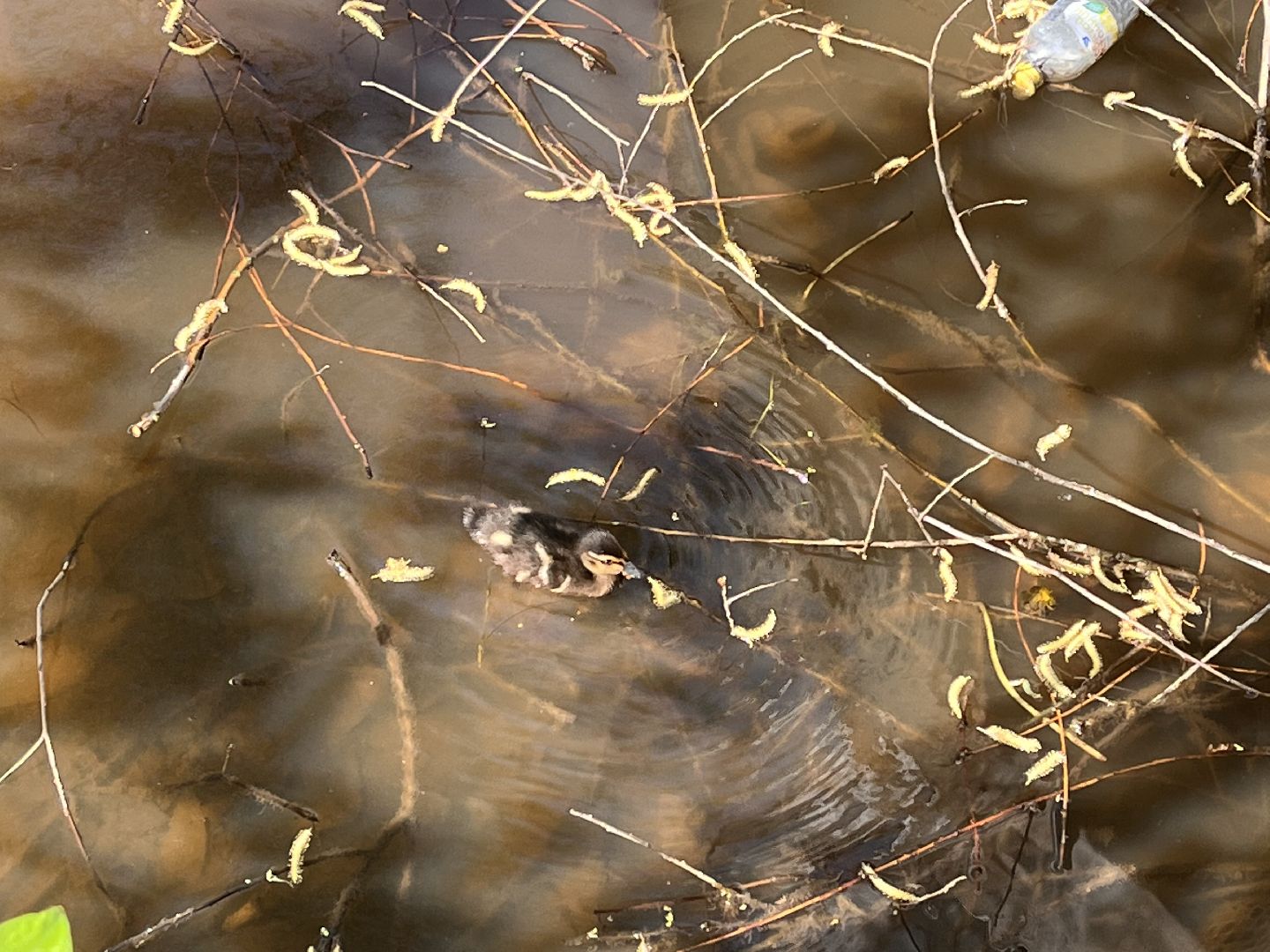 Шаховская, утята, речка