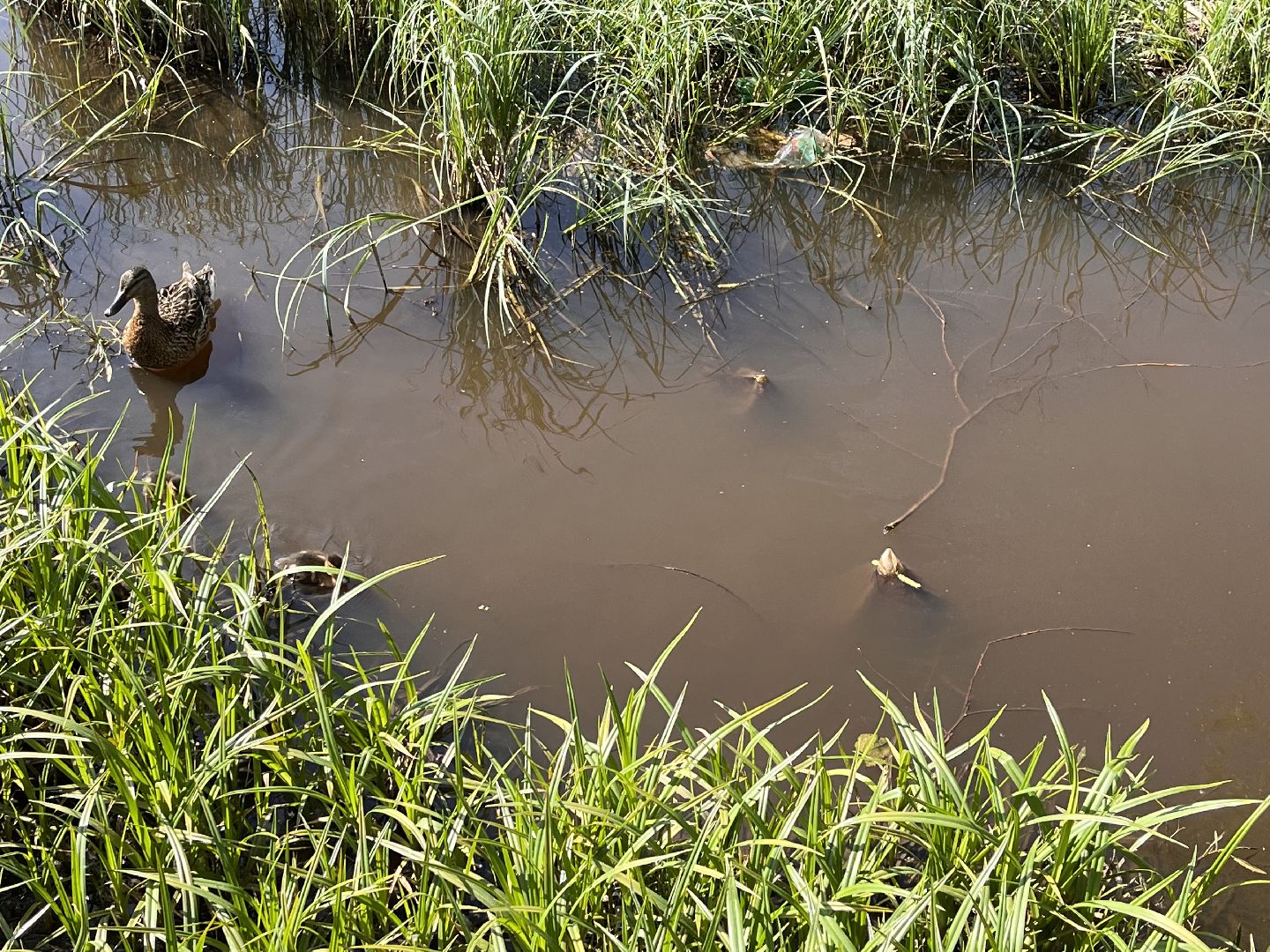 Шаховская, утята, речка