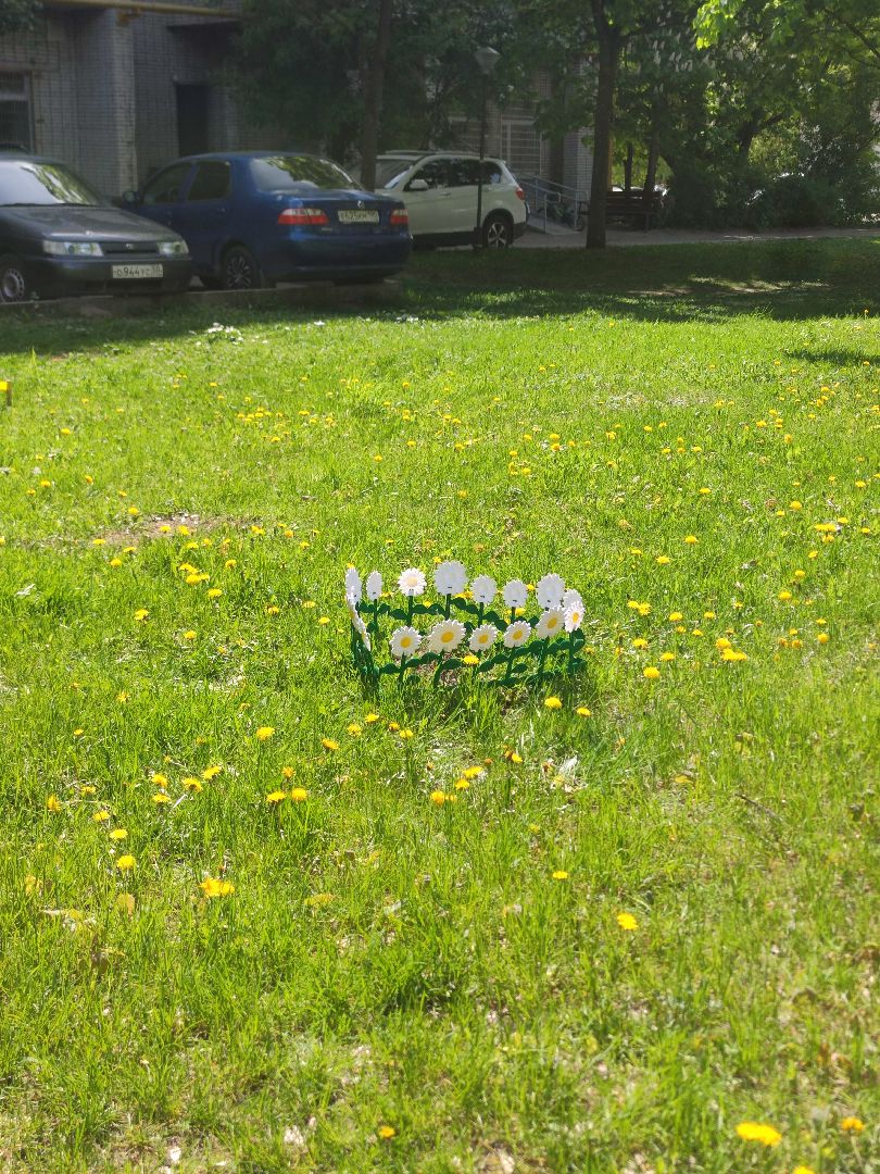 секвойя, дерево, двор, Дубна