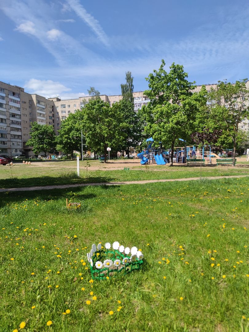 секвойя, дерево, двор, Дубна