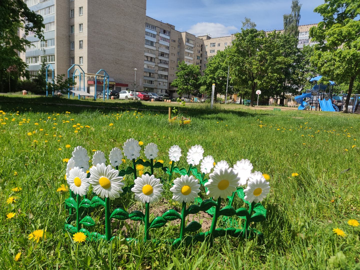 секвойя, дерево, двор, Дубна