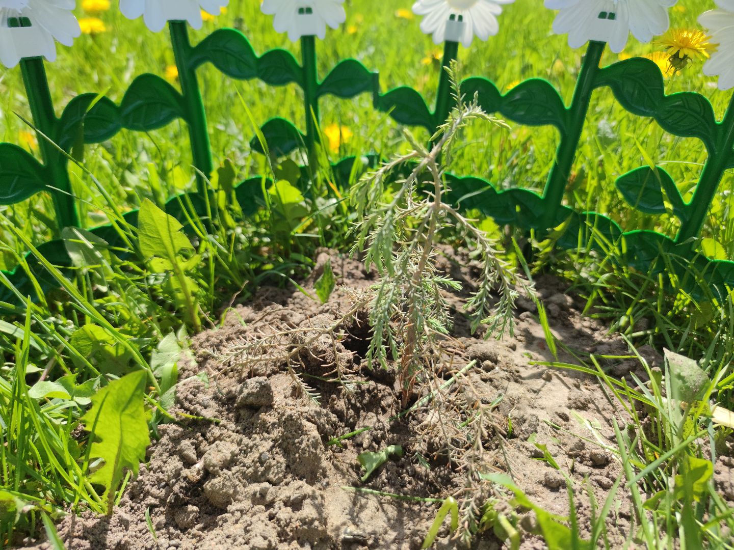 секвойя, дерево, двор, Дубна
