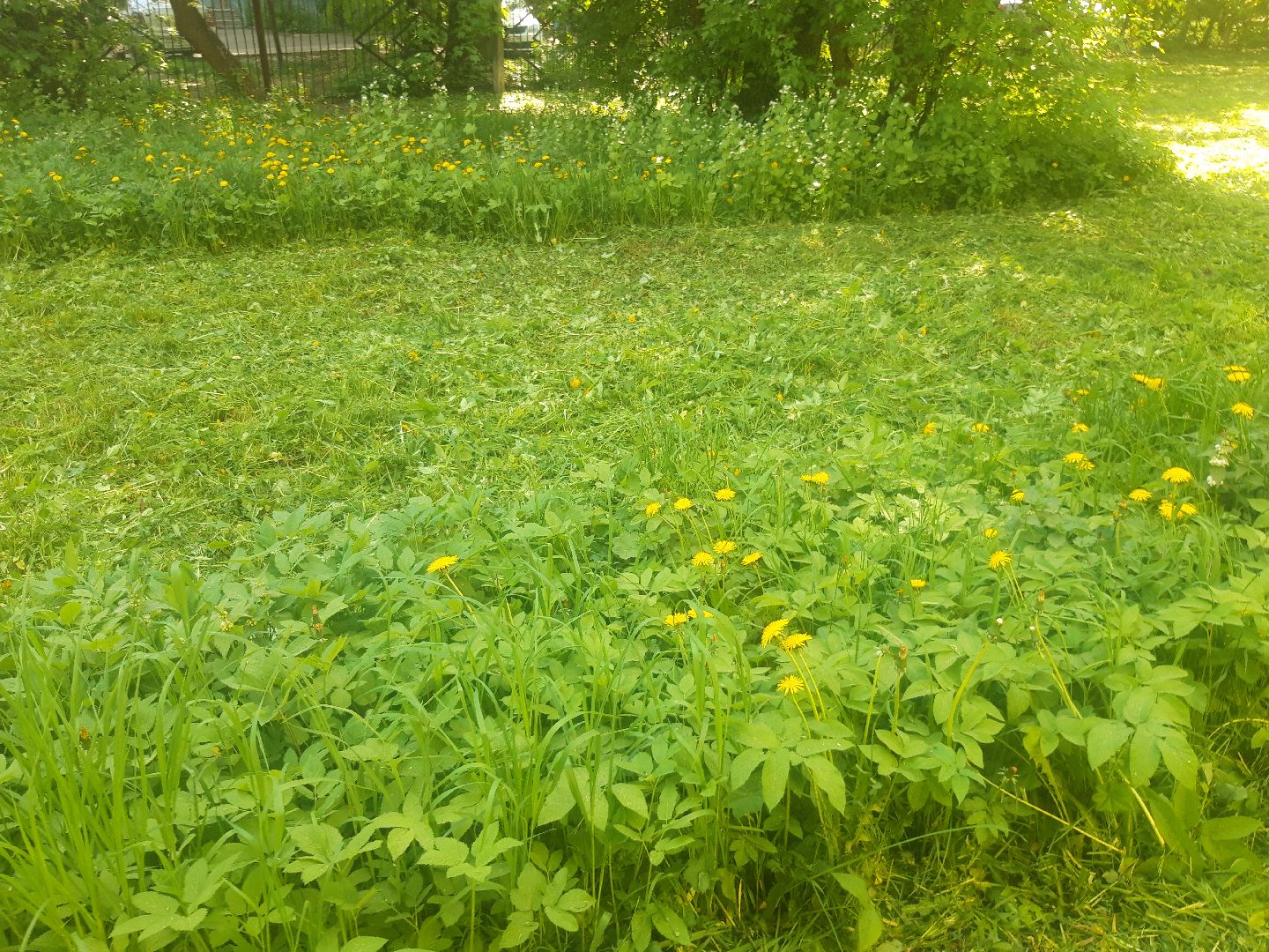 доброе дело, лето в подмосковье,