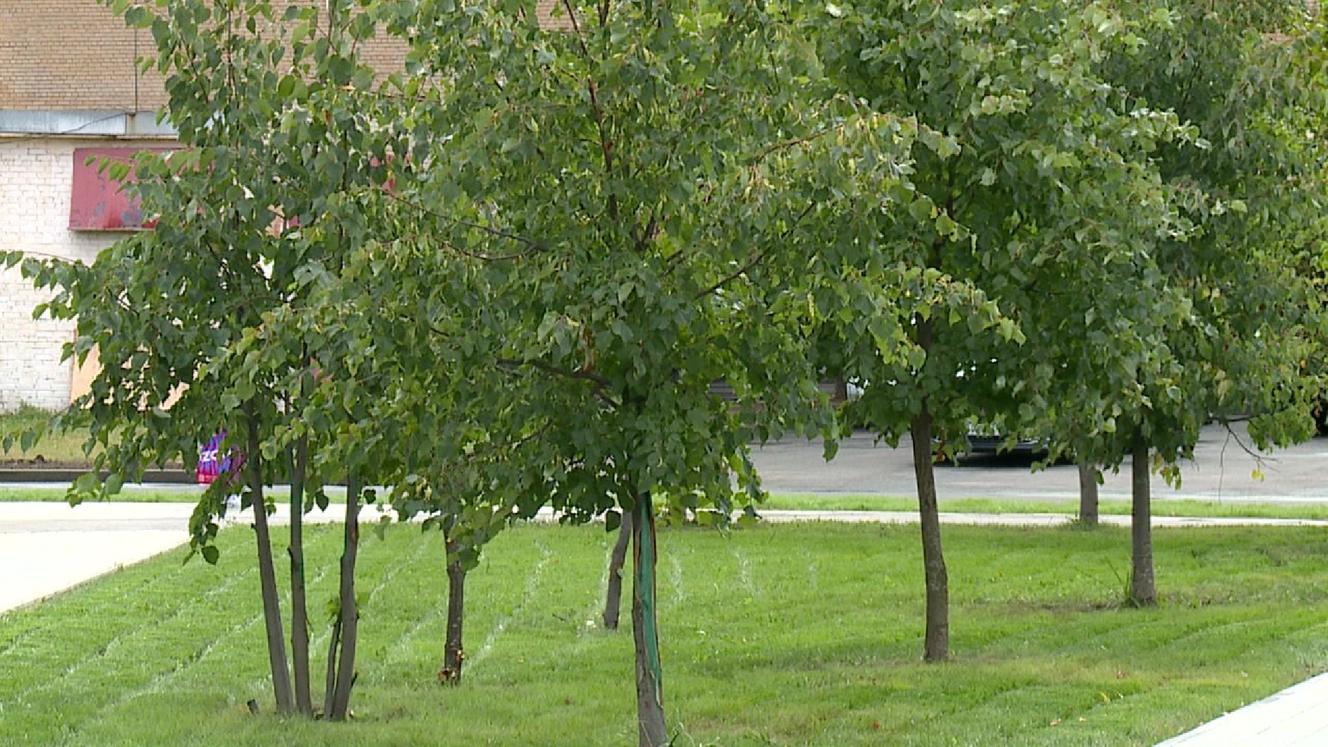 Реутов, благоустройство, голосование, сквер