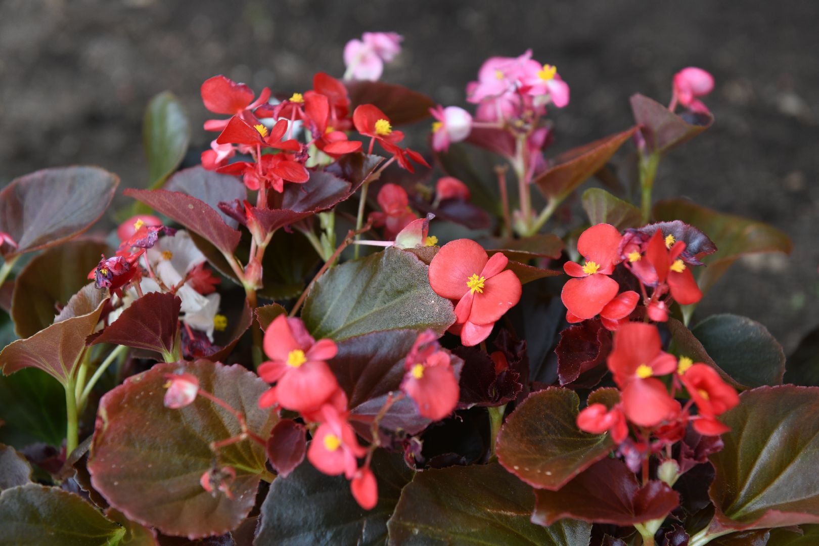 лыткарино, общество, стела, цветы,