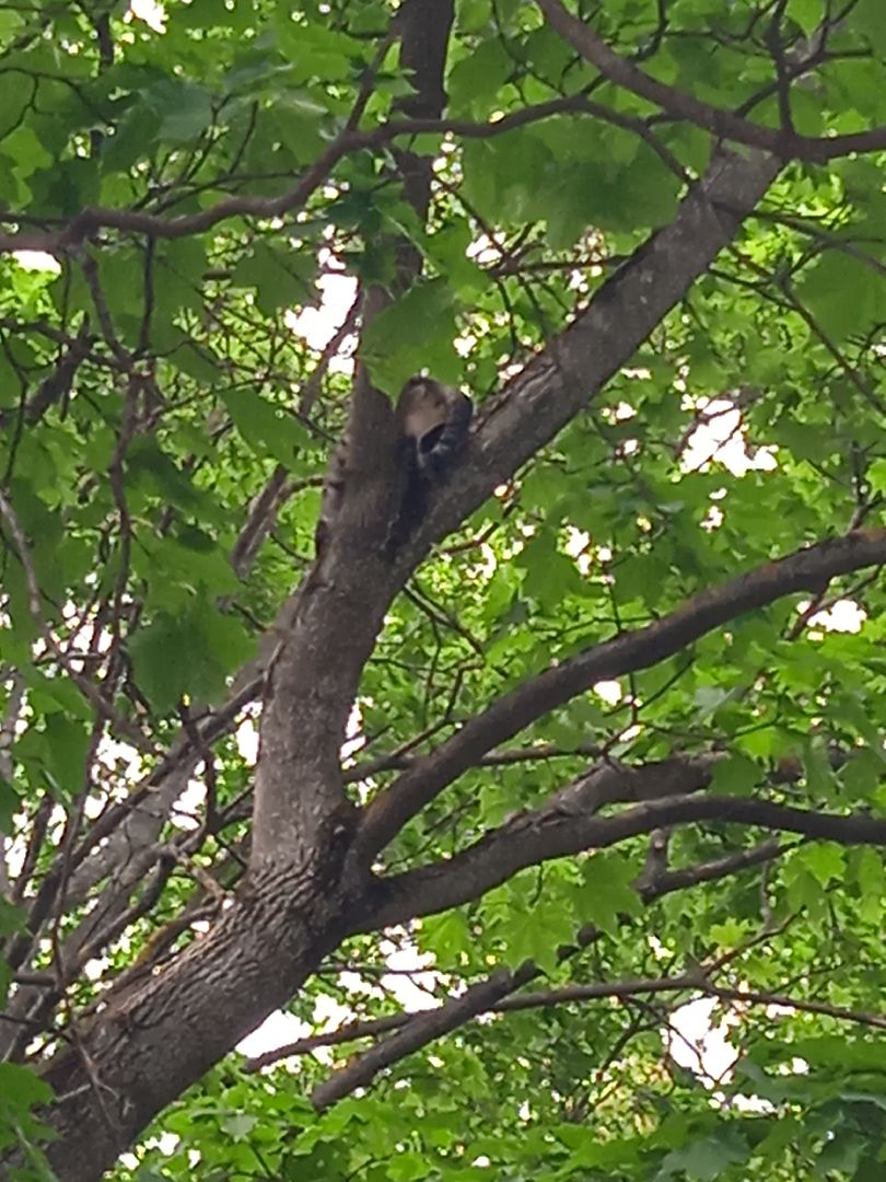 кот, дерево, арборист,