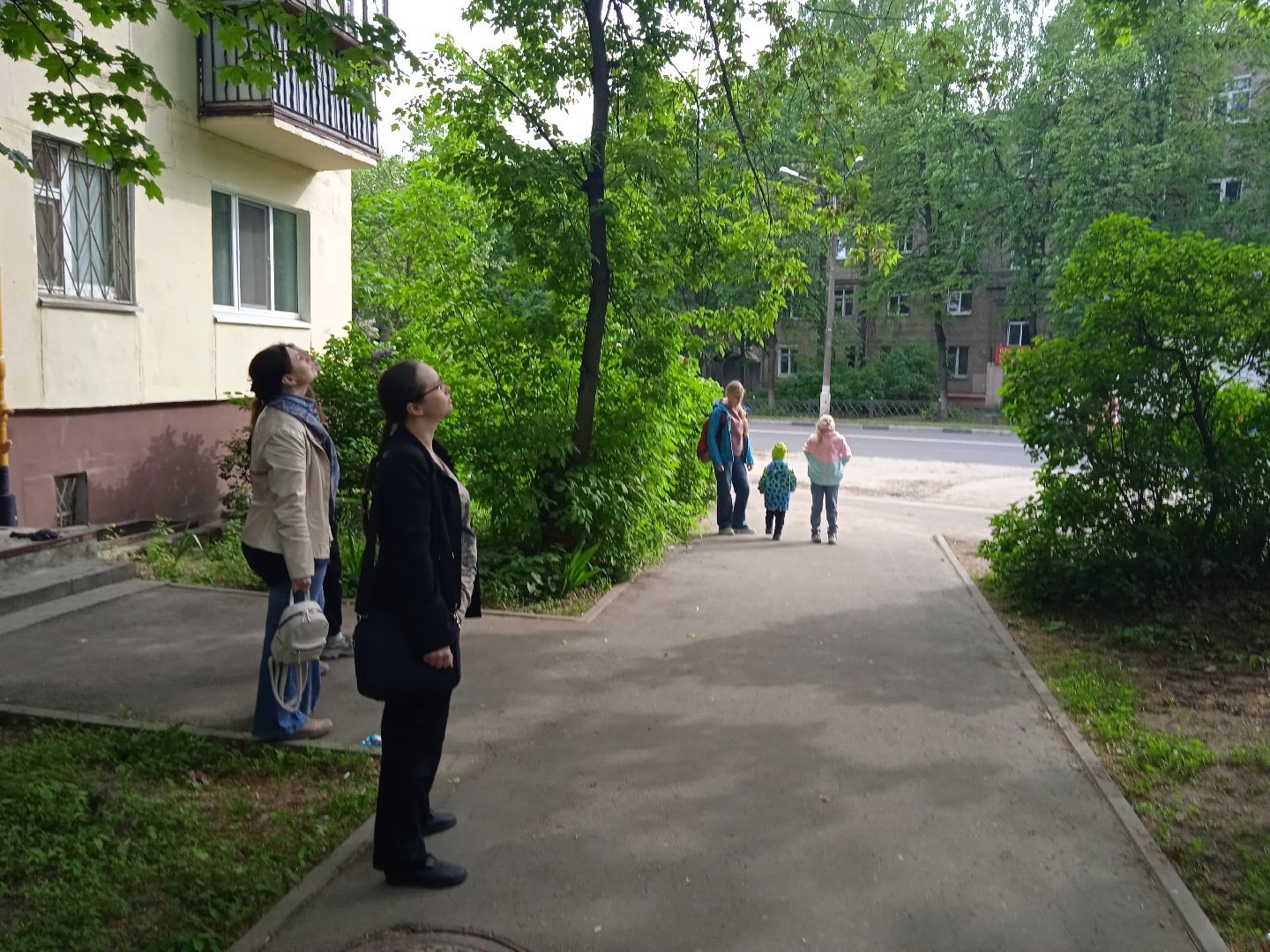 кот, дерево, арборист,