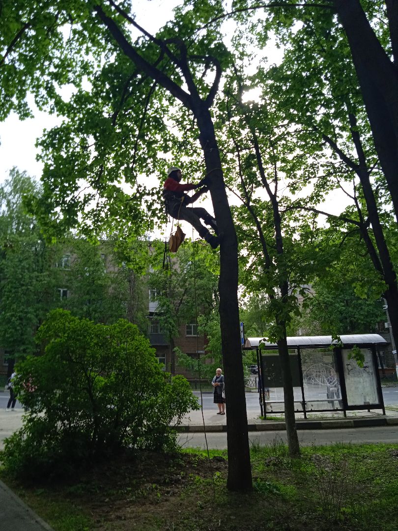 кот, дерево, арборист,