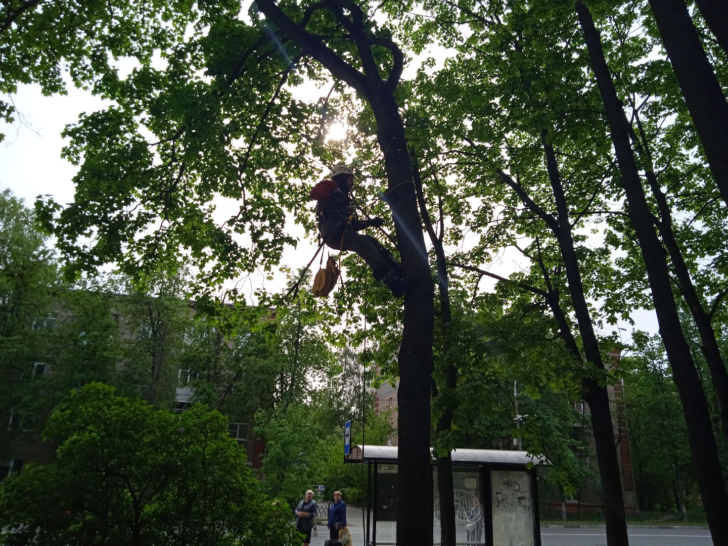 кот, дерево, арборист,