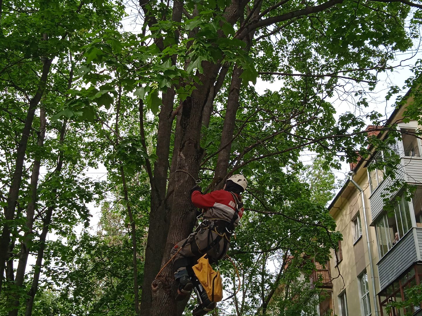 кот, дерево, арборист,