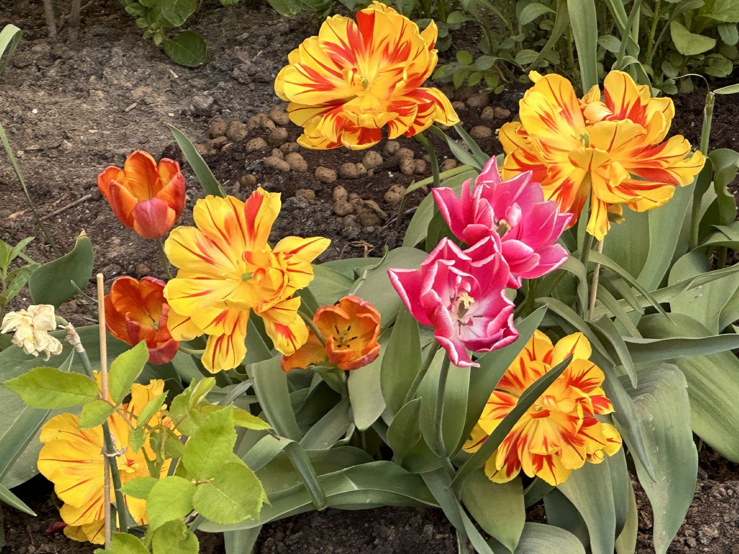 Одинцово, Благоустройство, Озеленение